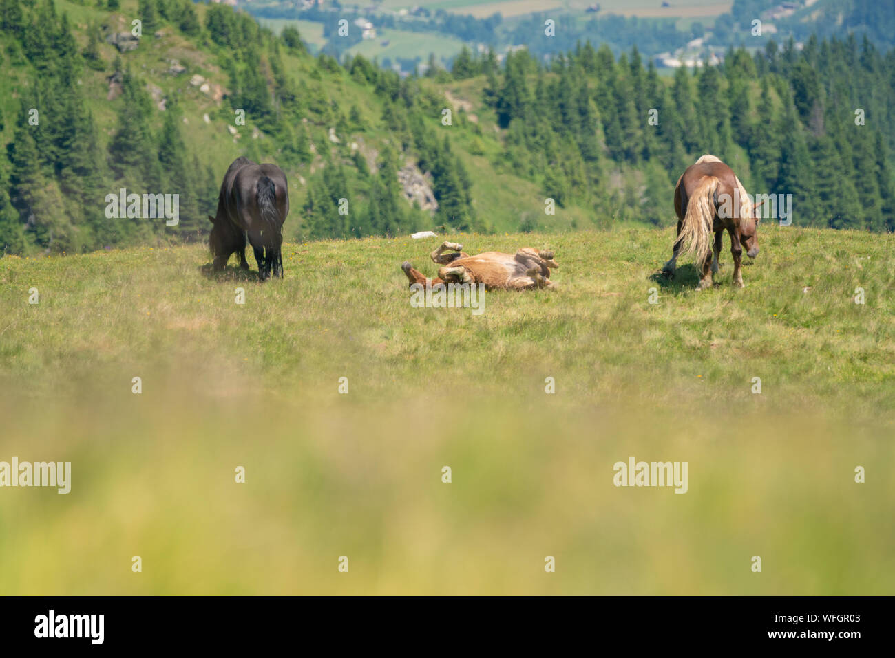 Cavalli selvatici nelle Alpi austriache, Salisburgo, Austria Foto Stock