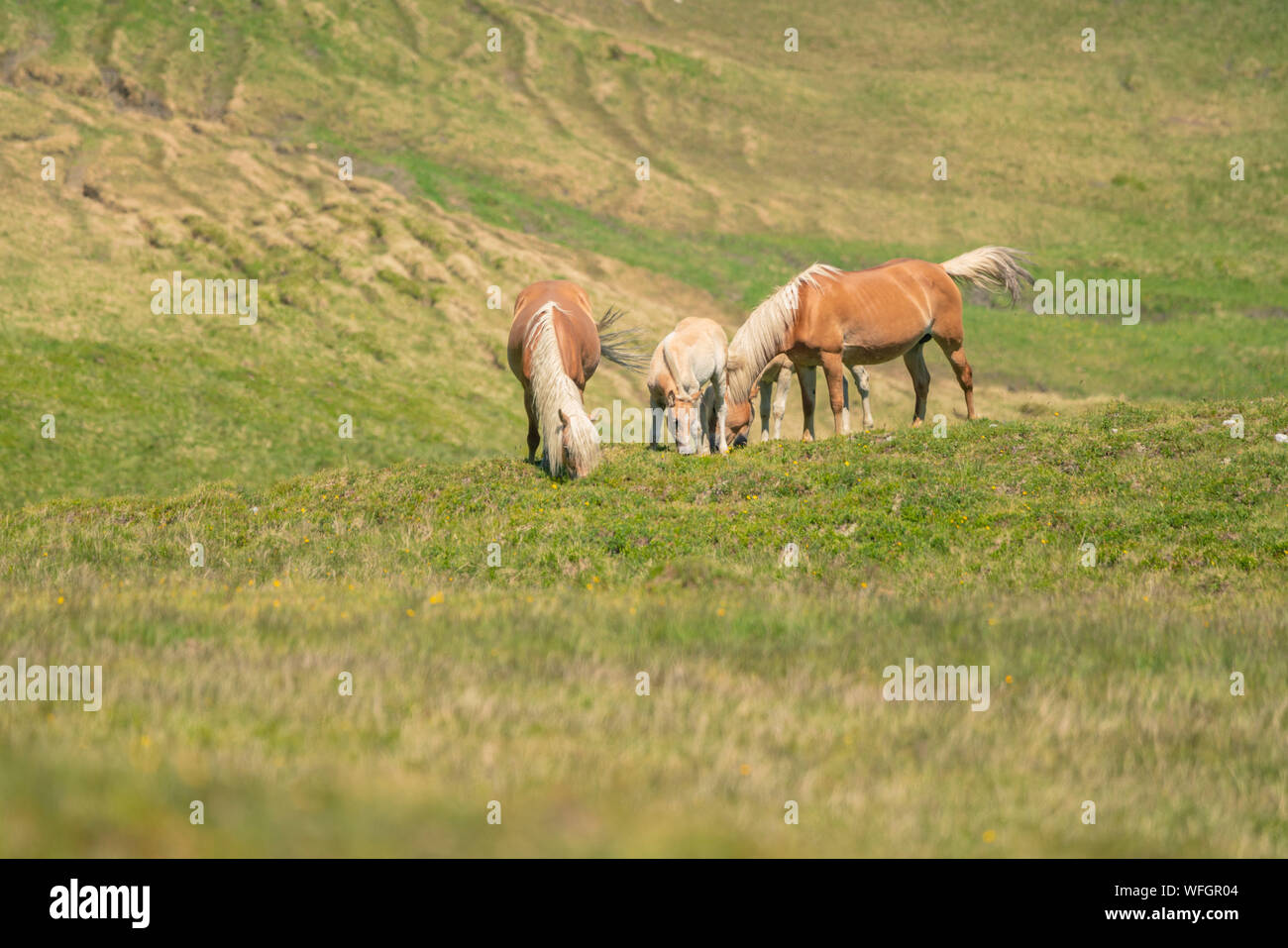 Cavalli selvatici nelle Alpi austriache, Salisburgo, Austria Foto Stock