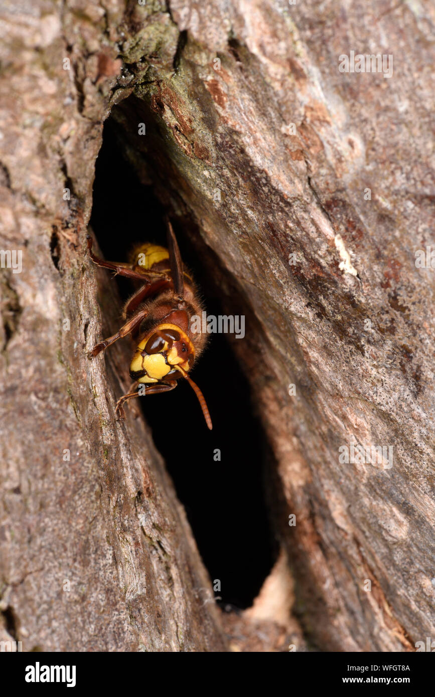 Unione Hornet (Vespa crabro) hornet in ingresso al nido ad albero foro, Monmouth, Galles, Luglio Foto Stock