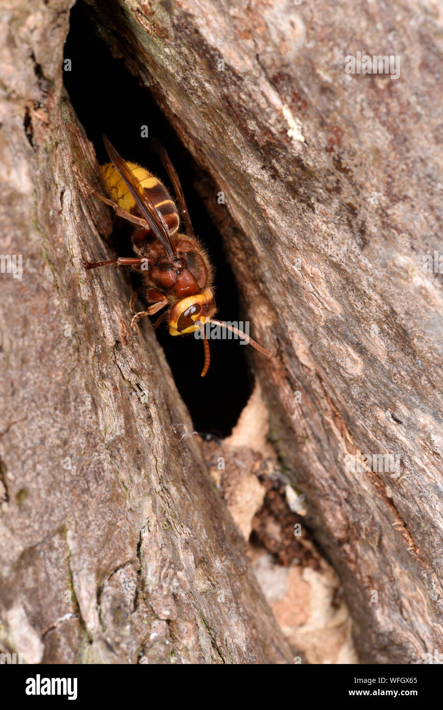 Unione Hornet (Vespa crabro) hornet in ingresso al nido ad albero foro, Monmouth, Galles, Luglio Foto Stock