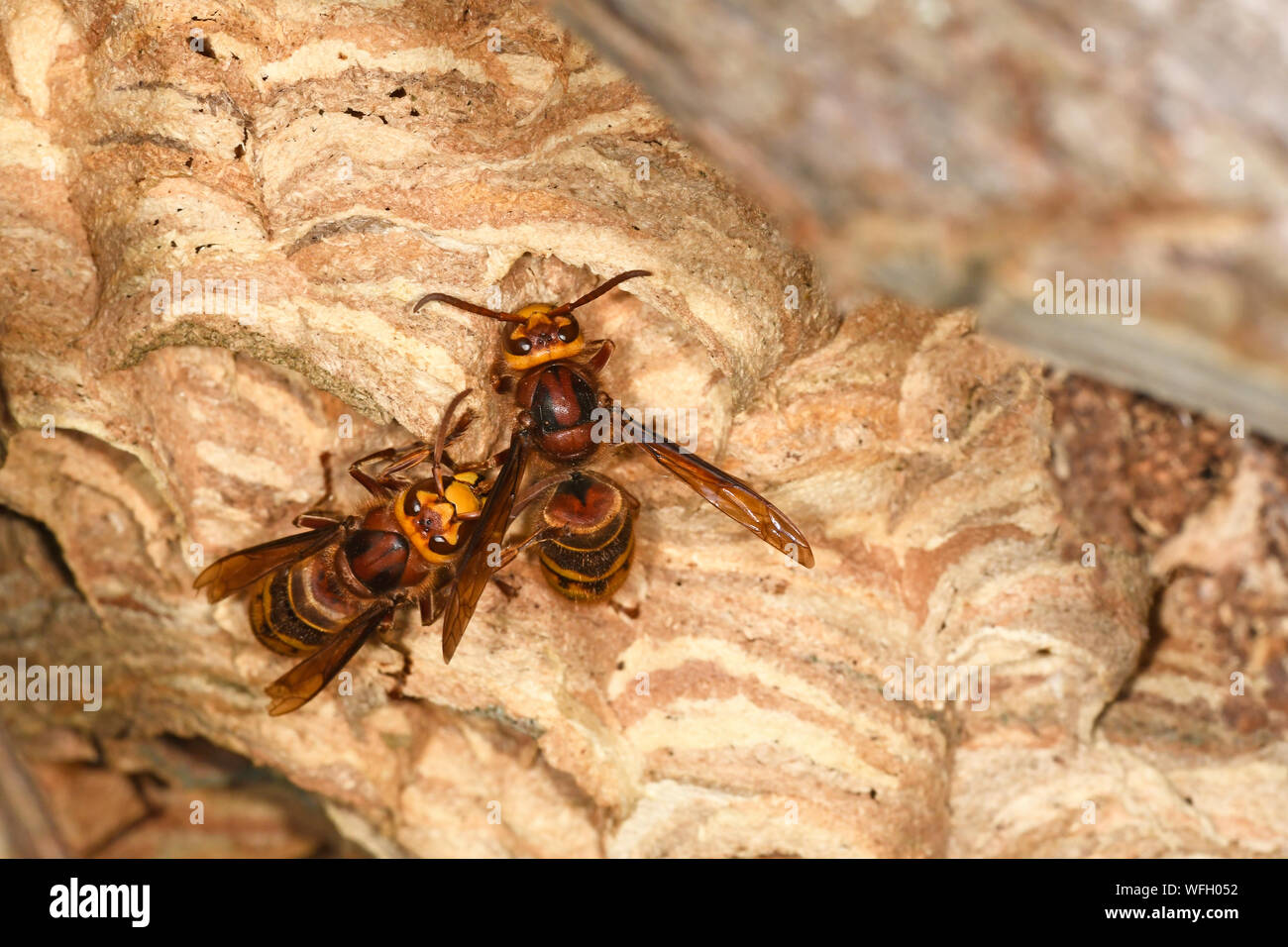 Unione Hornet (Vespa crabro) due calabroni riparazione di nido, Monmouth, Galles, Luglio Foto Stock