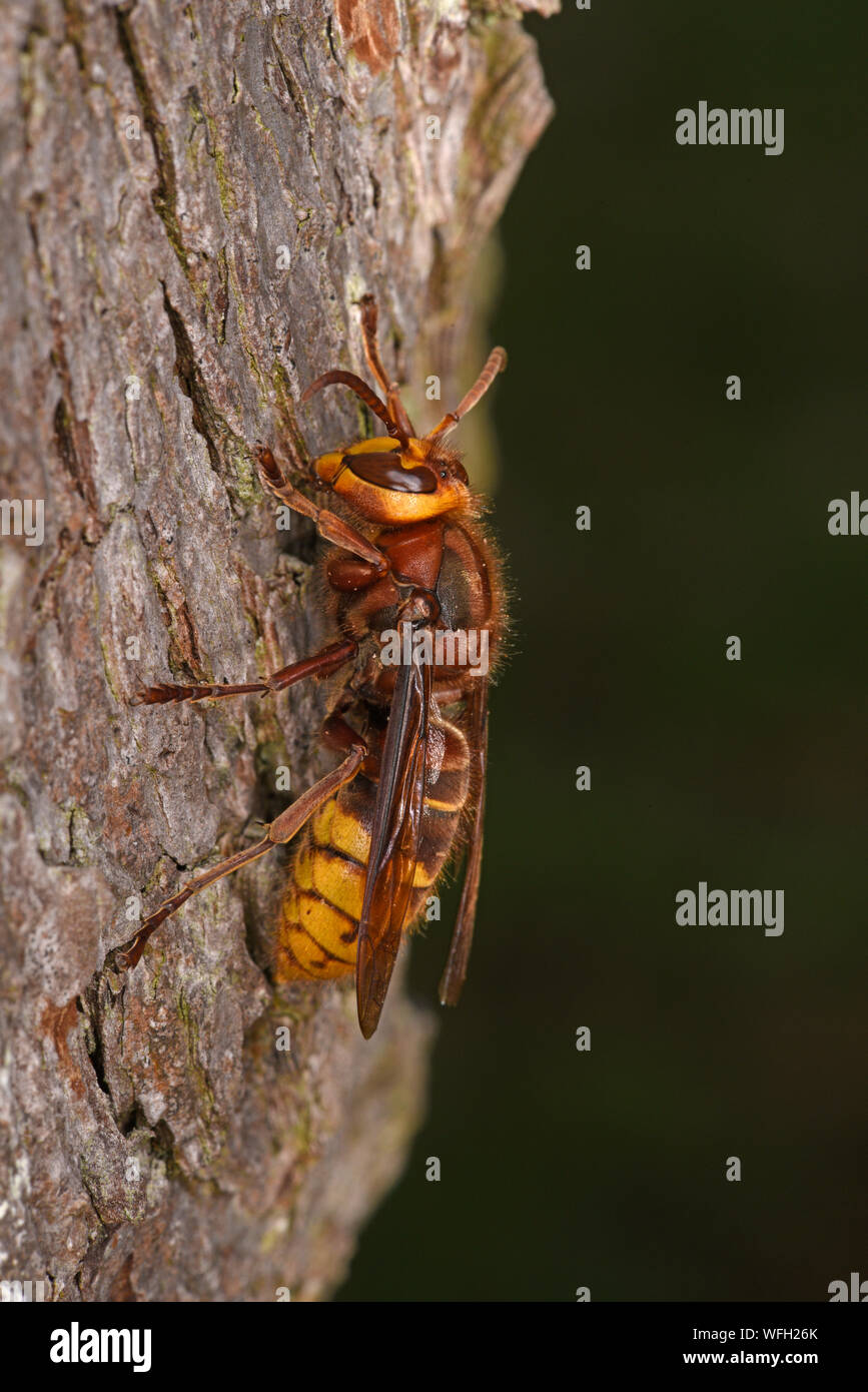 Unione Hornet (Vespa crabro) hornet a riposo sul tronco di albero, Monmouth, Galles, Luglio Foto Stock