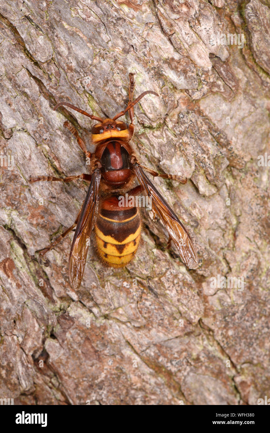 Unione Hornet (Vespa crabro) hornet a riposo sul tronco di albero, Monmouth, Galles, Luglio Foto Stock