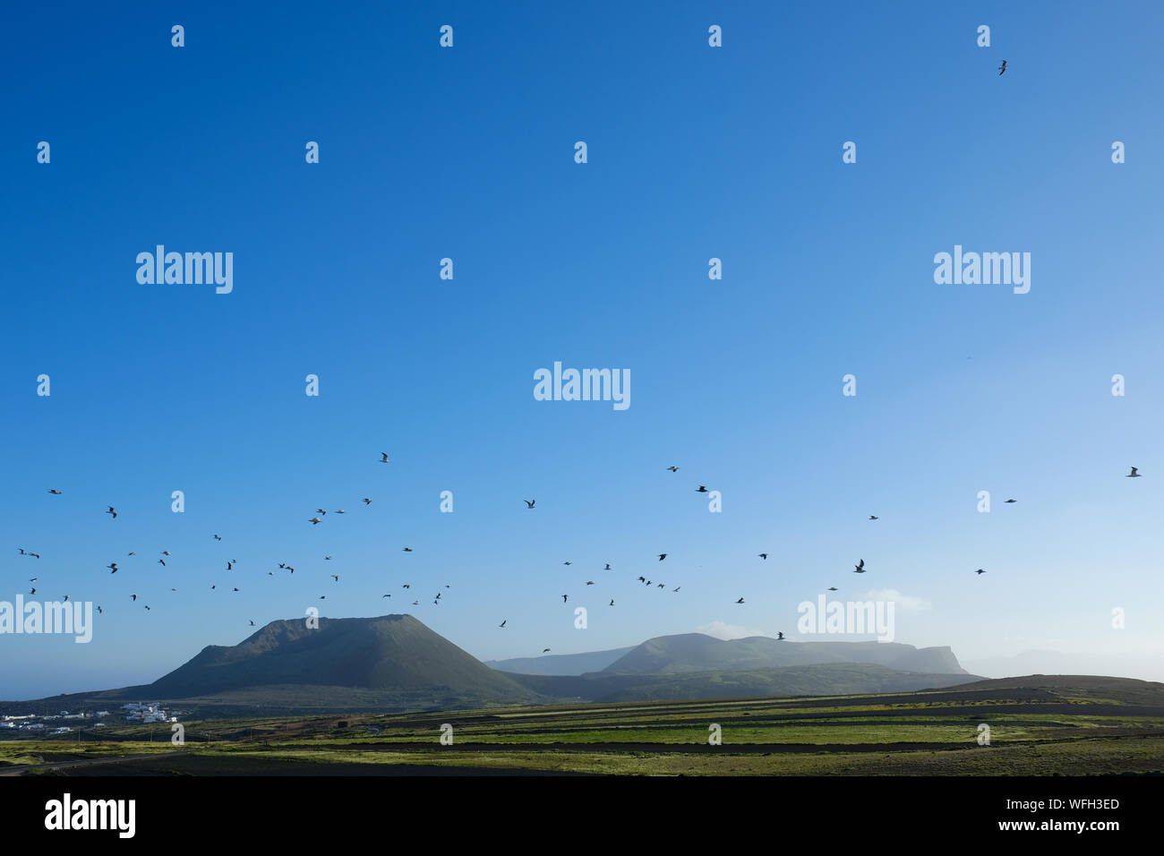 Stormo di uccelli volando sul paesaggio vulcanico, Lanzarote, Isole Canarie, Spagna Foto Stock