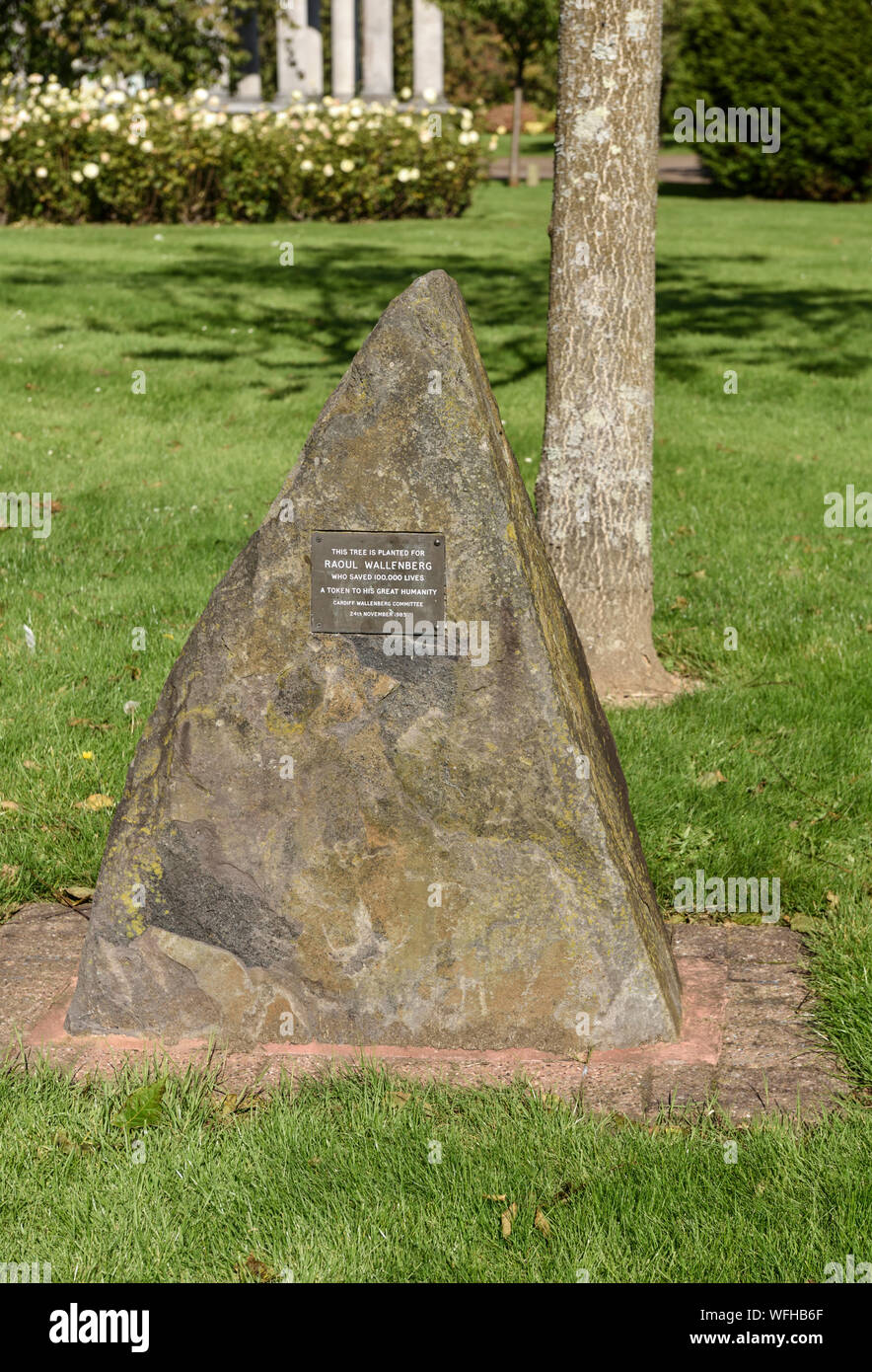 Raoul Wallenberg Memorial tree, giardini Alexandra, Cardiff Wales, Regno Unito Foto Stock