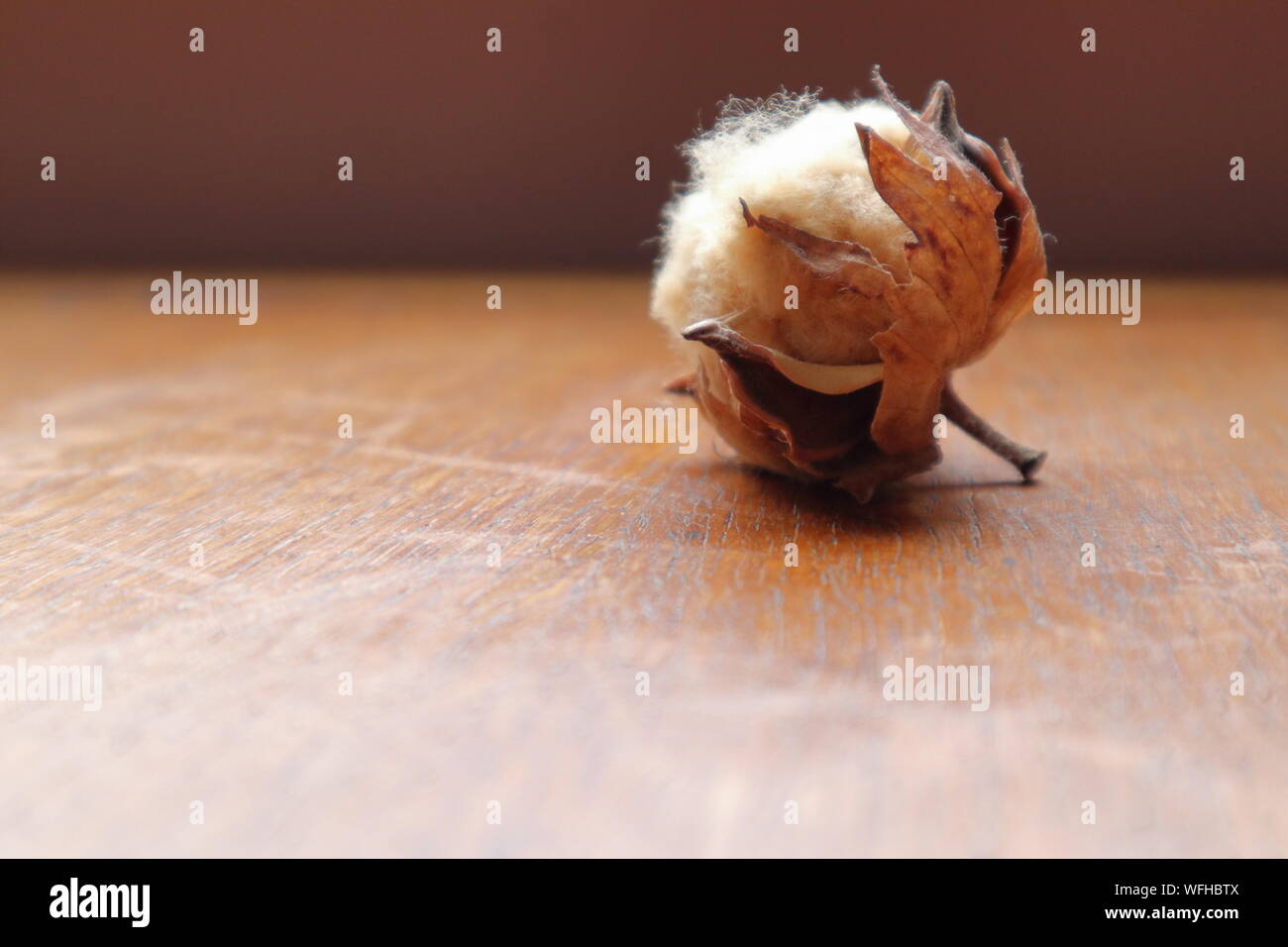 Close up naturalmente cotone marrone boll sul tavolo di legno Foto Stock