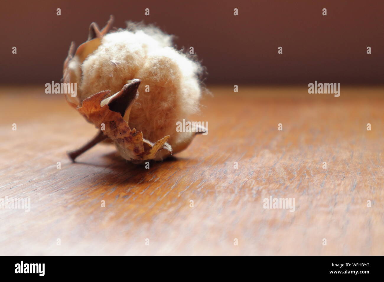 Close up naturalmente cotone marrone boll sul tavolo di legno Foto Stock