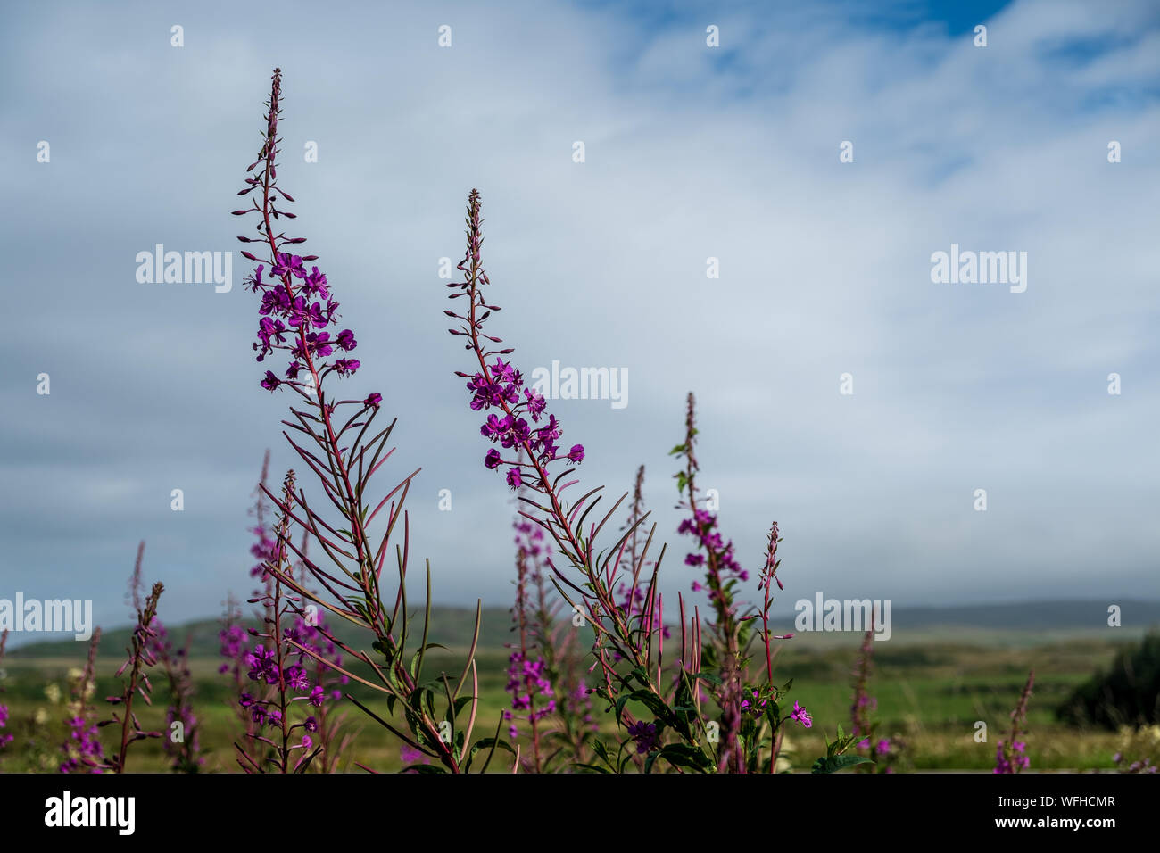 Rosa Heather sulle tre distillerie percorso, Islay, Scozia Foto Stock