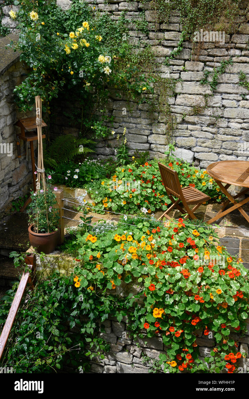 Nasturtiums il in un patio giardino Foto Stock