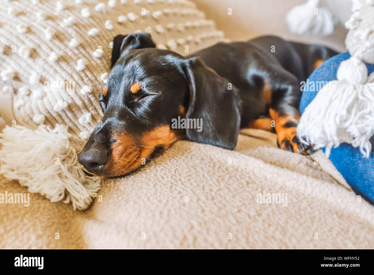 Miniatura adorabile cucciolo bassotto con orecchie pendenti di dormire su un cuscino su un divano. Egli è di colore nero e marrone con capelli corti Foto Stock
