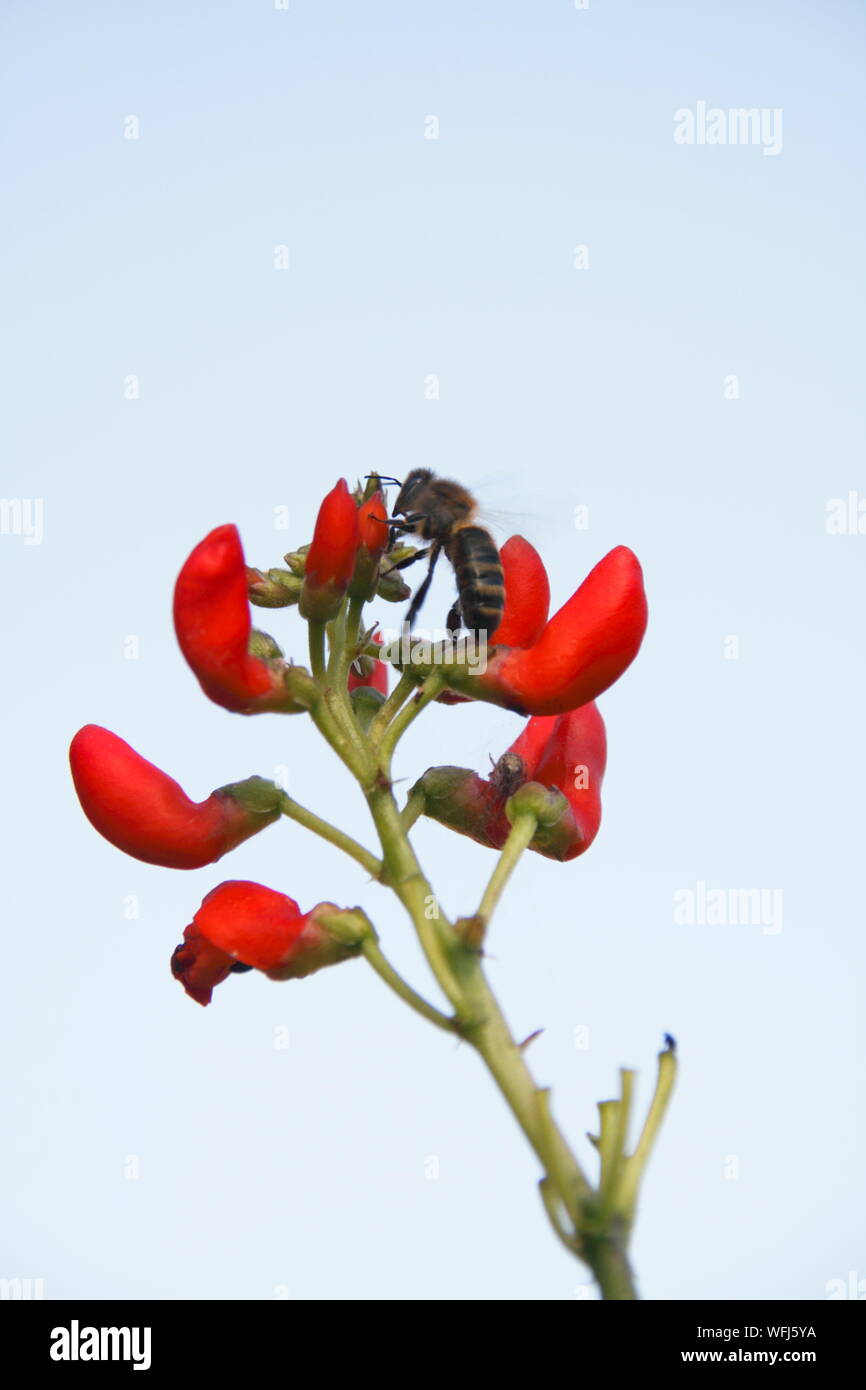 Ape su gemme di piante di fagiolo Foto Stock