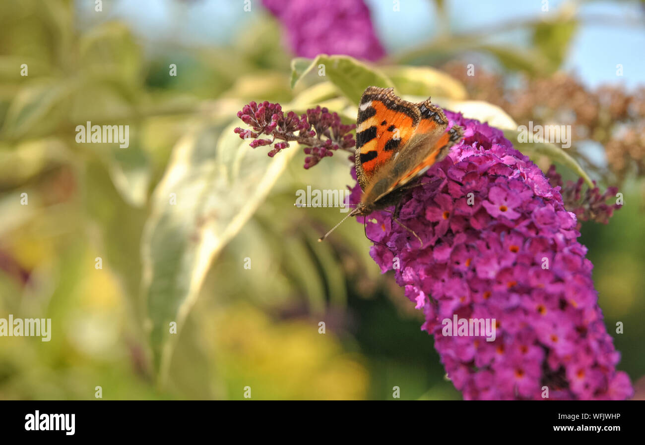 Aglais urticae, piccola tartaruga butterfly alimentazione su un fiore buddleia Foto Stock