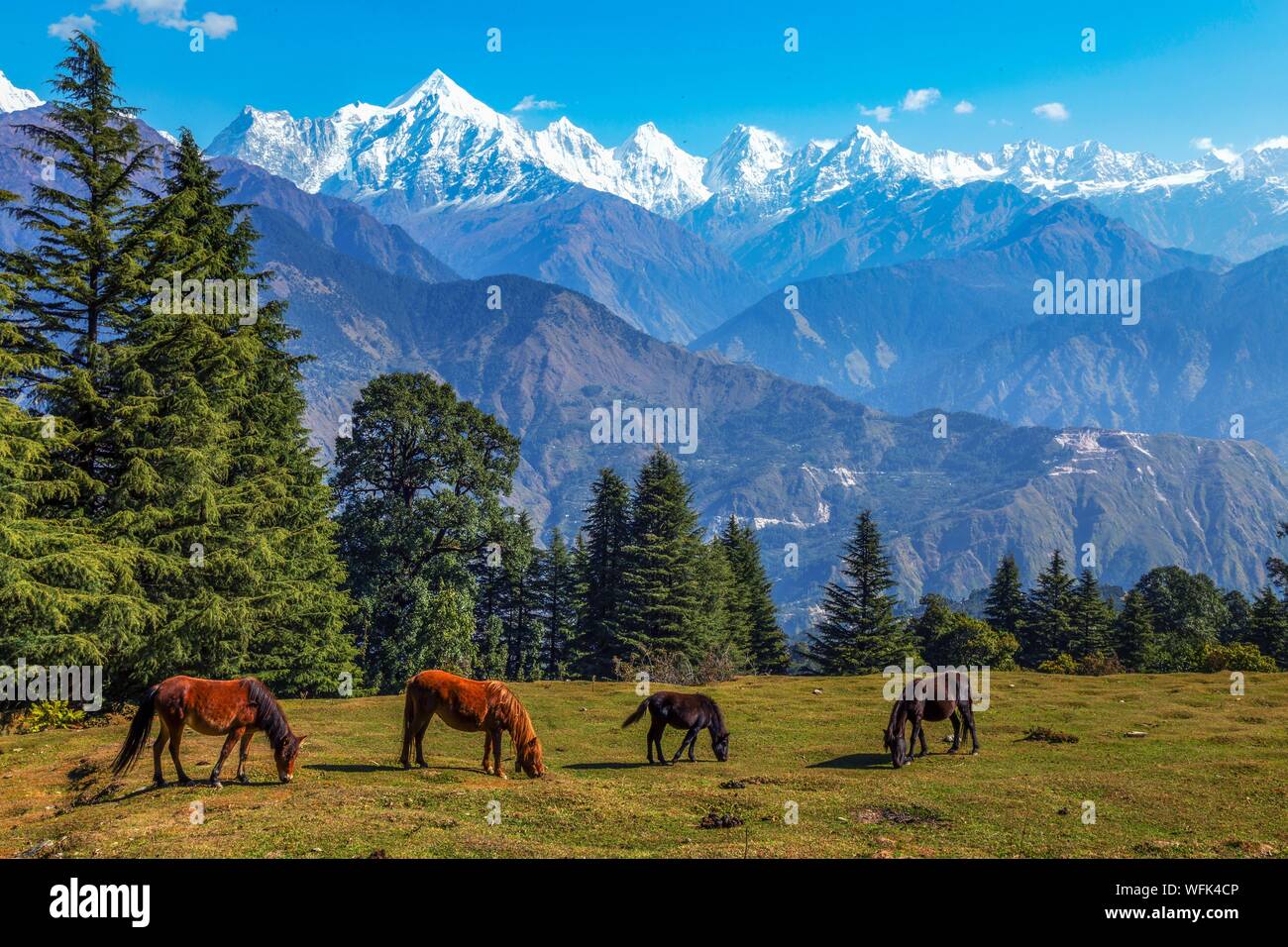 Paesaggio panoramico con cavalli selvaggi e maestose Panchchuli himalayana mountain range a Munsiyari Uttarakhand India. Foto Stock