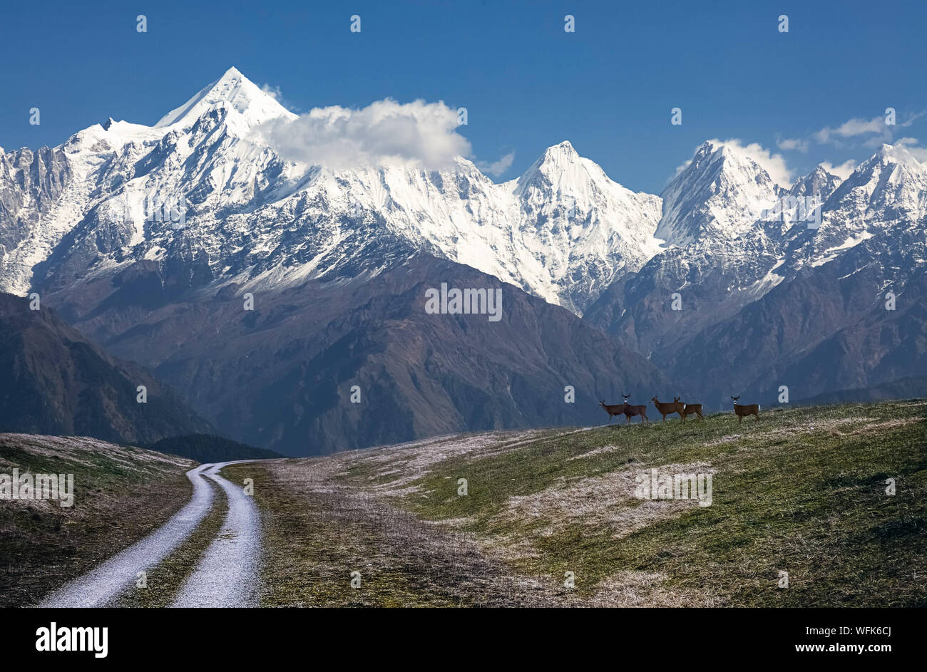Himalaya mountain range con foresta highway road a Munsiyari Uttarakhand India con vista di animali selvatici Foto Stock