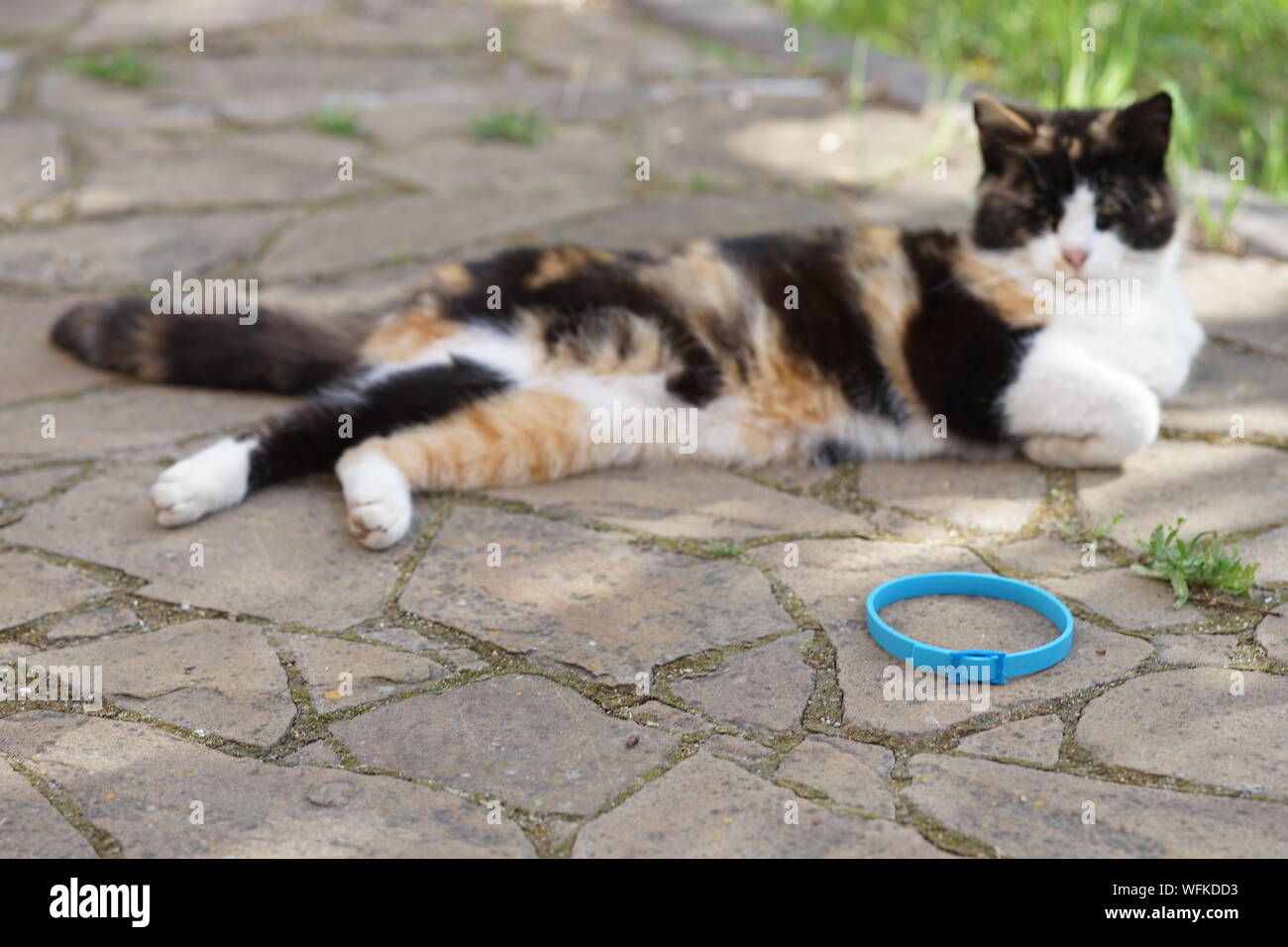 Tricolore cat resto all'aperto, vicino a collare blu sul pavimento. Foto Stock