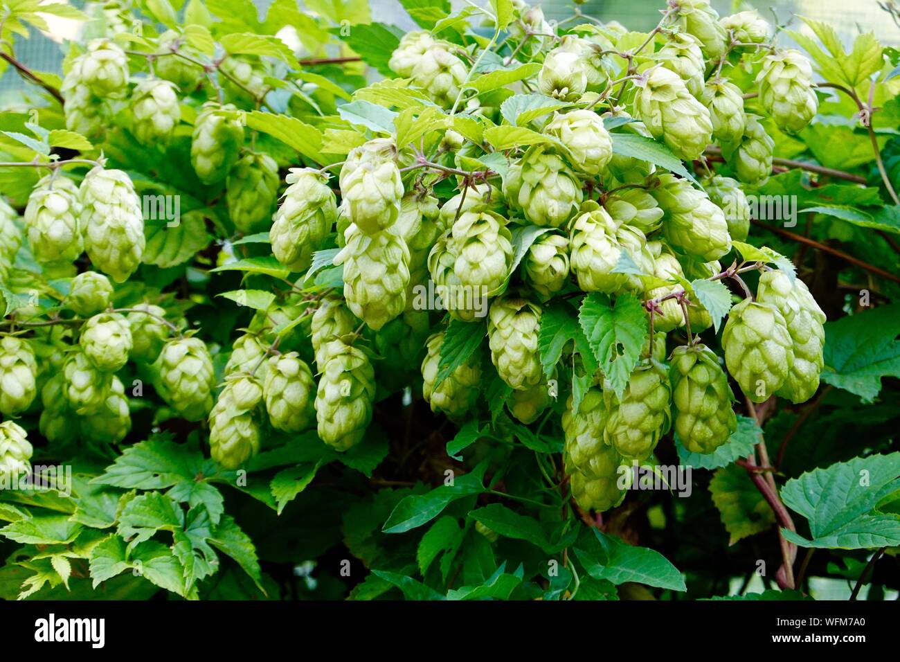 Humulus lupulus, luppolo, crescendo in cucina giardino, al Parco di Bercy, Parigi, Francia Foto Stock