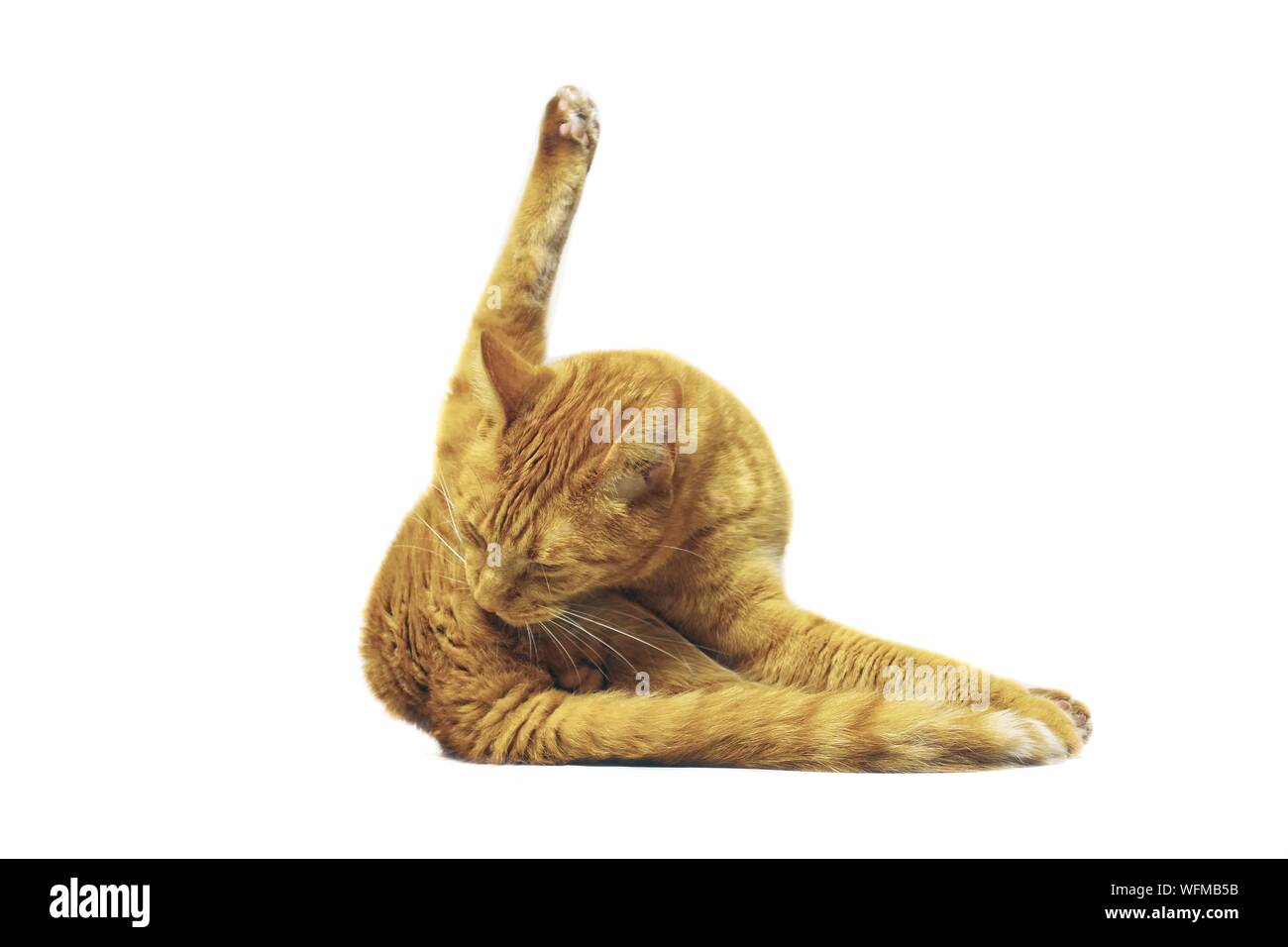 Gatto divertente fare yoga posa. Isolato su sfondo bianco. Foto Stock