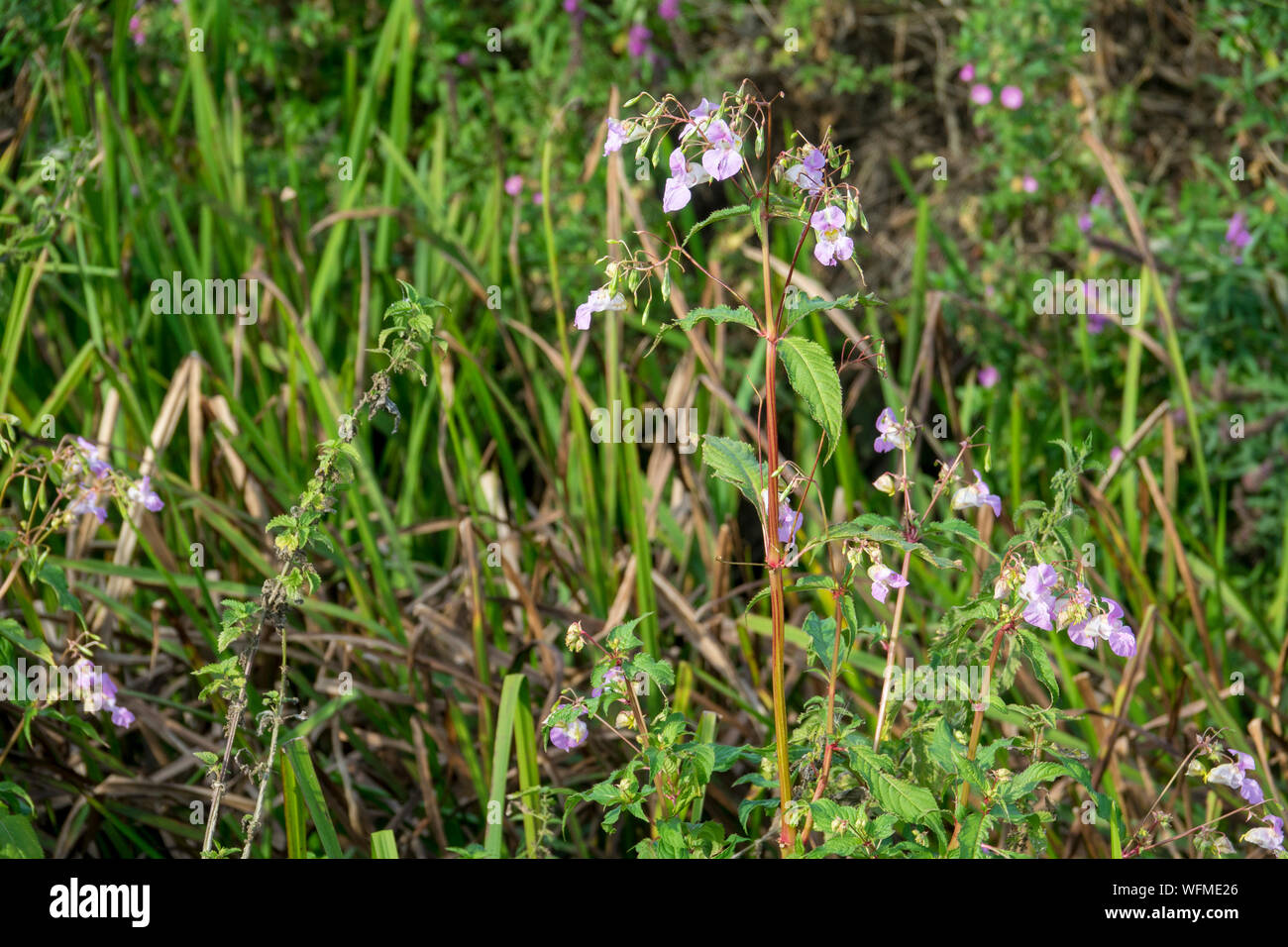 Himalayan (Balsamina Impatiens glandulifera) Foto Stock