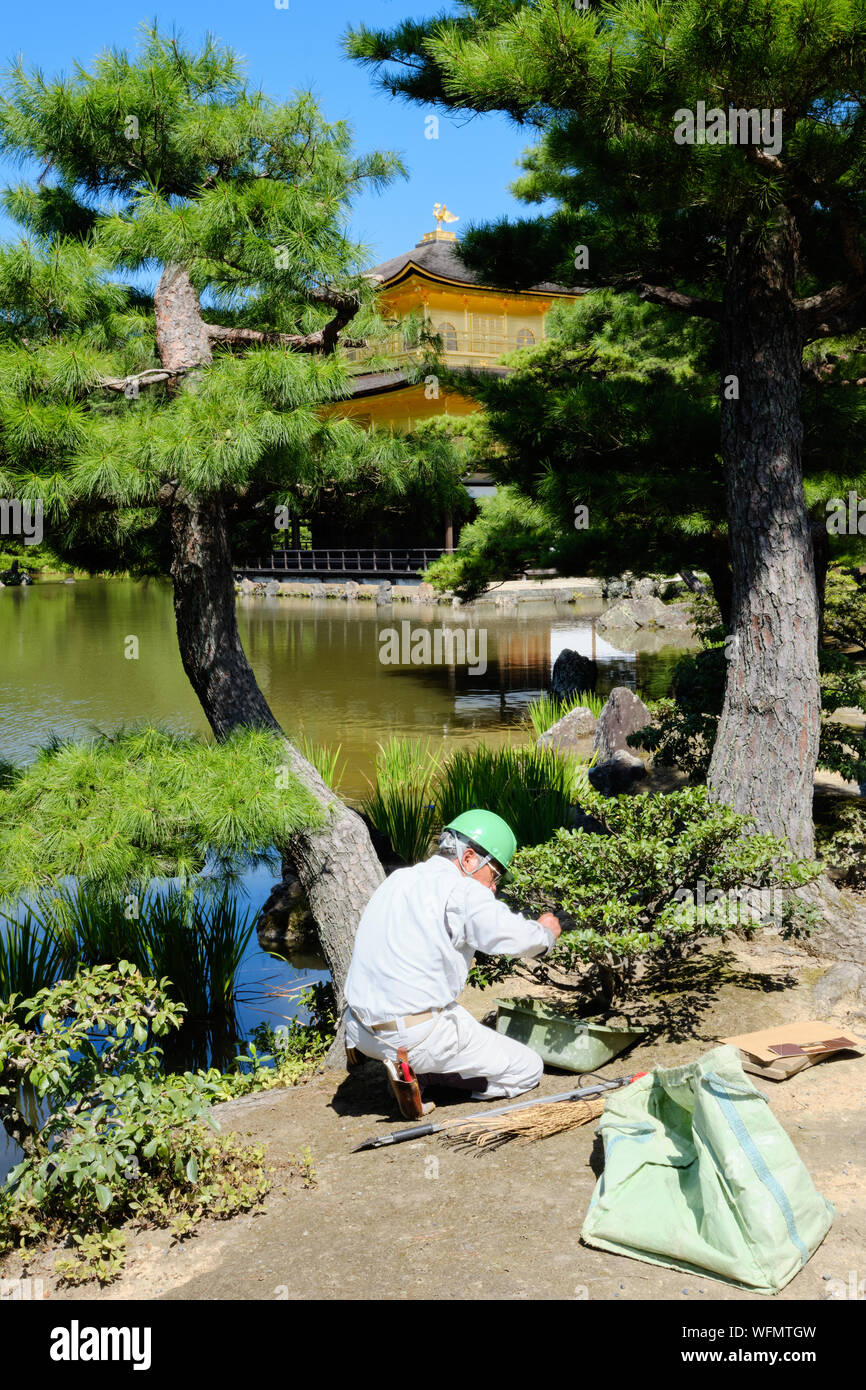 Kyoto / Giappone - 5 Agosto 2019: un giardiniere tagli boccole a Kinkakuji o il padiglione dorato nella parte nord di Kyoto, Giappone si vede attraverso il grande stagno. Foto Stock