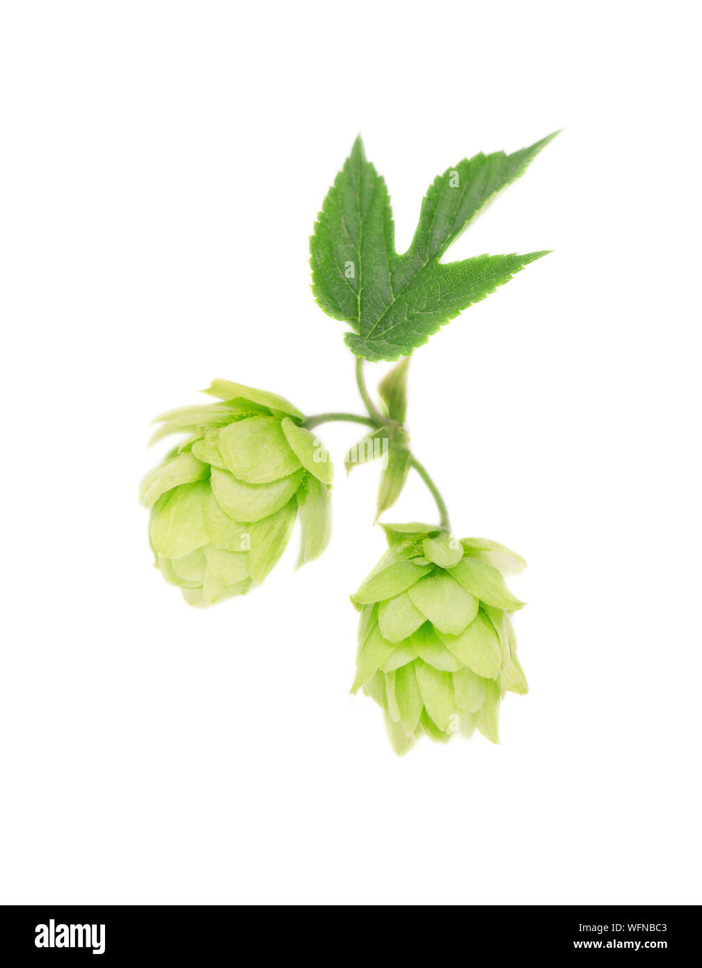 Verde fresco ramo hop, isolato su sfondo bianco. Macro Foto Stock