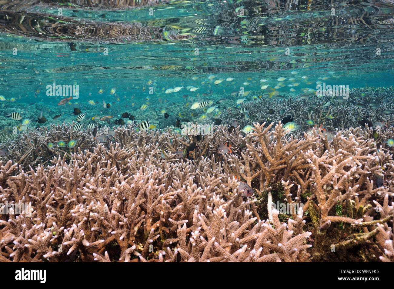 Reef scenic con immacolate Acropora coralli duri Raja Ampat Indonesia. Foto Stock
