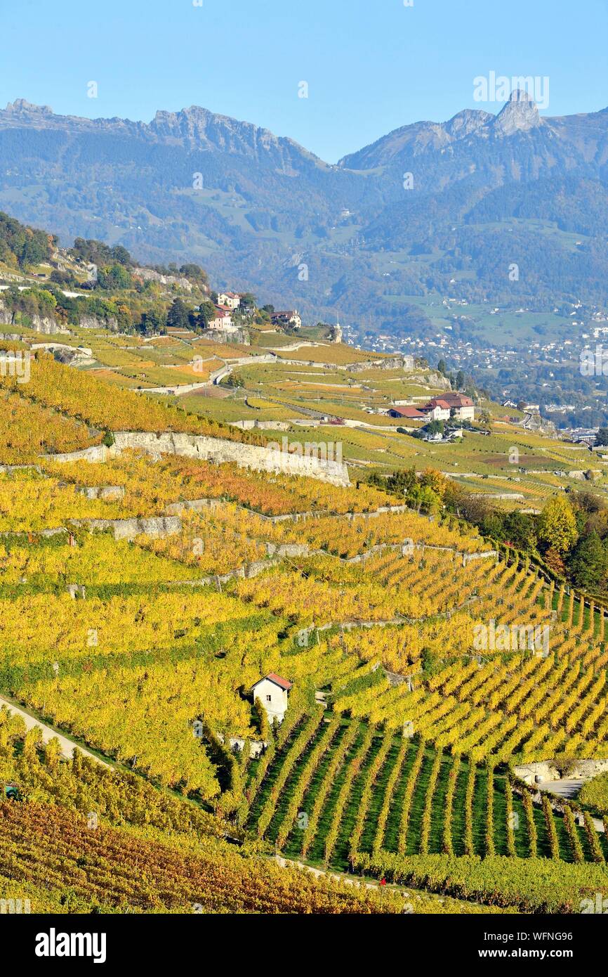 La Svizzera, nel Cantone di Vaud, vigneto di Lavaux terrazze sono classificati come patrimonio mondiale dall'UNESCO, si estende da Montreux a Losanna su 32km lungo il lago di Ginevra e 850Ah Foto Stock