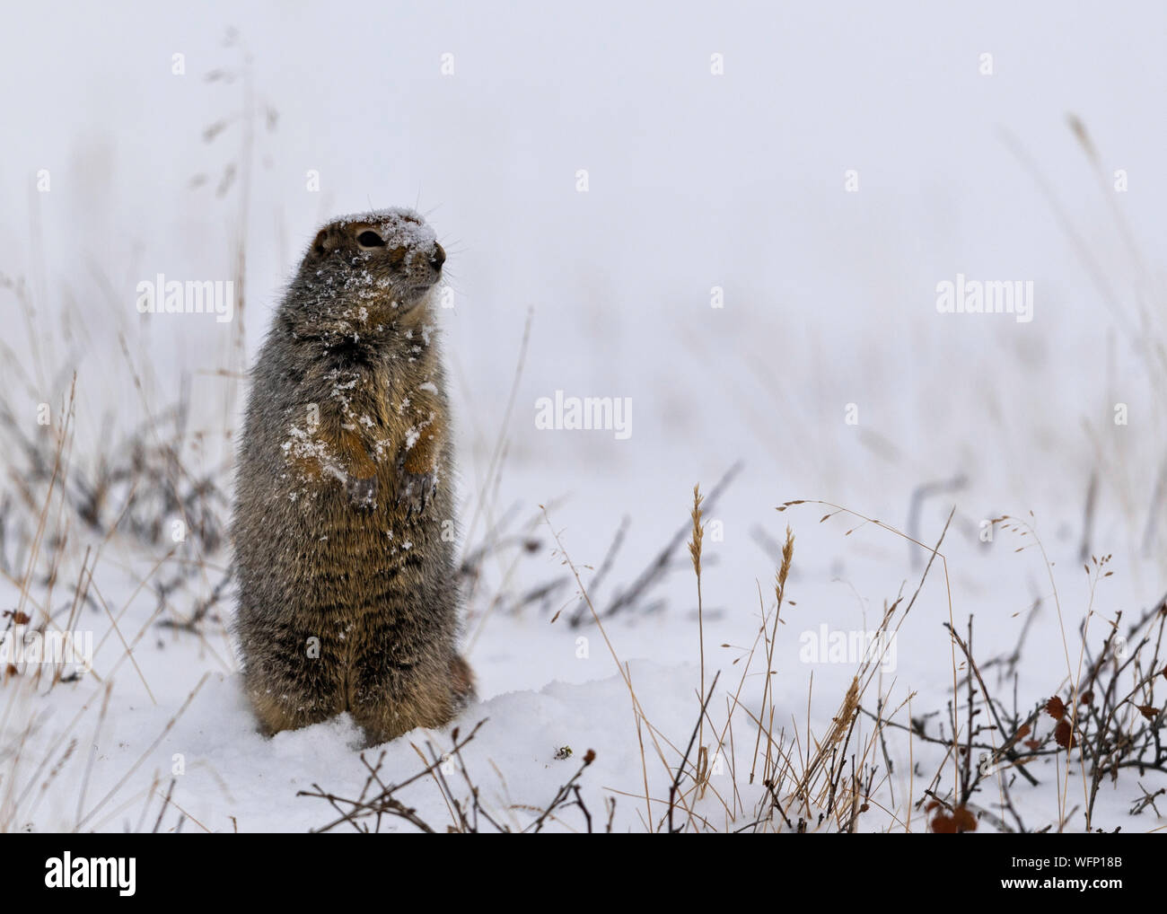 Arctic Ground Squirrel (Urocitellus parryii), Dalton Highway, Alaska, Nord America Foto Stock