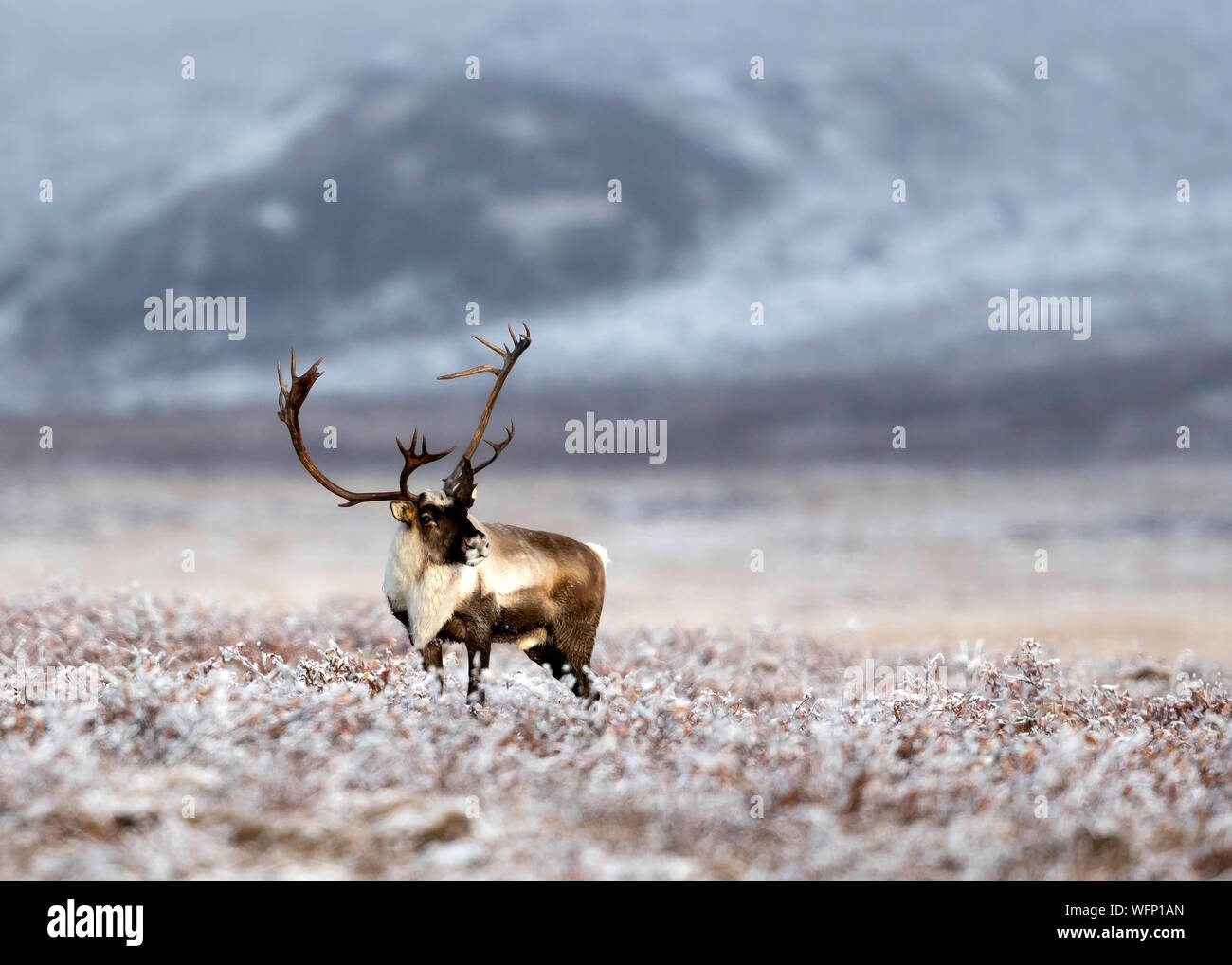 Caribou, Dalton Highway, Arctic Tundra, Alaska, Stati Uniti Foto Stock
