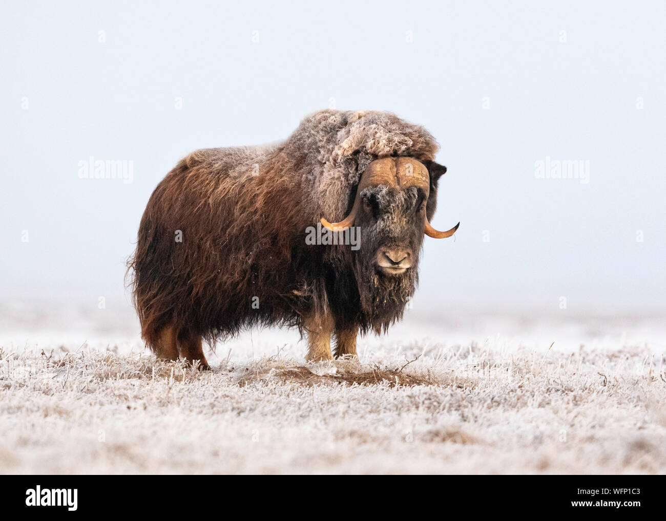 Muskox (Ovibos moschatus), Dalton Highway, Alaska, Stati Uniti Foto Stock