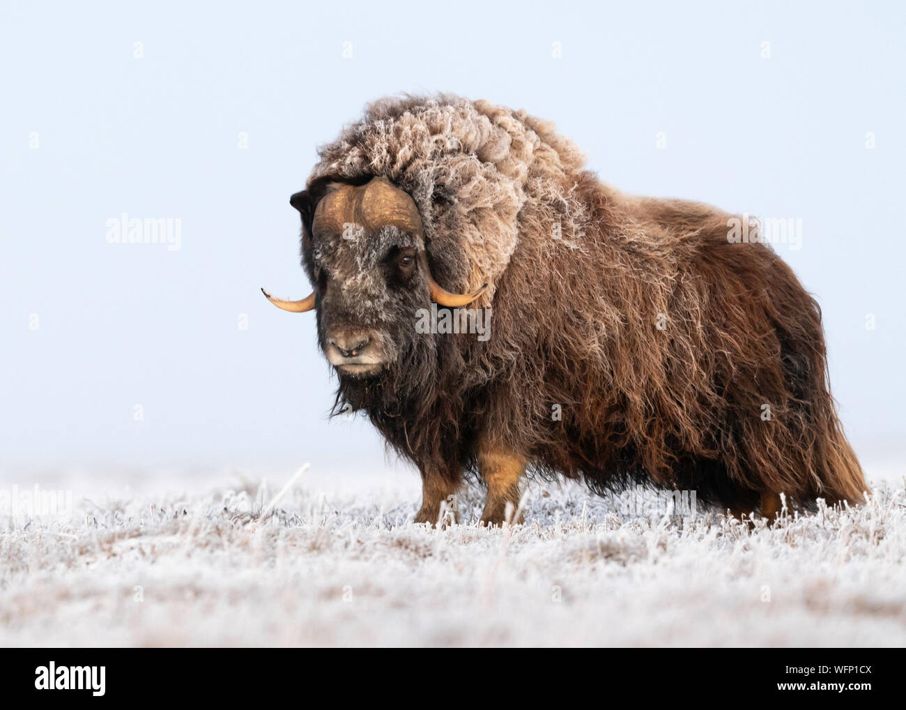 Muskox (Ovibos moschatus), Dalton Highway, Alaska, Stati Uniti Foto Stock