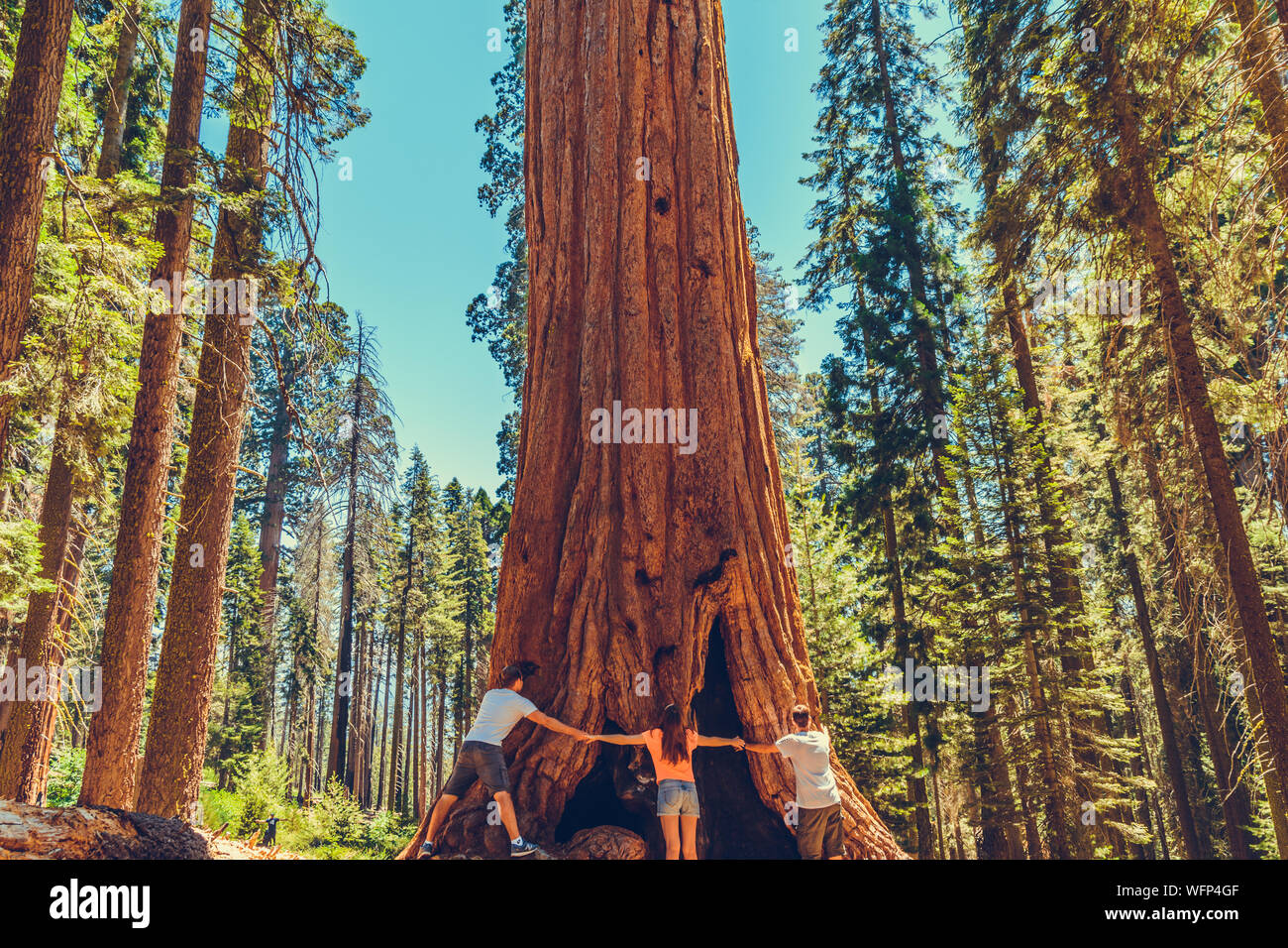 Parco Nazionale di Sequoia in California, Stati Uniti d'America Foto Stock