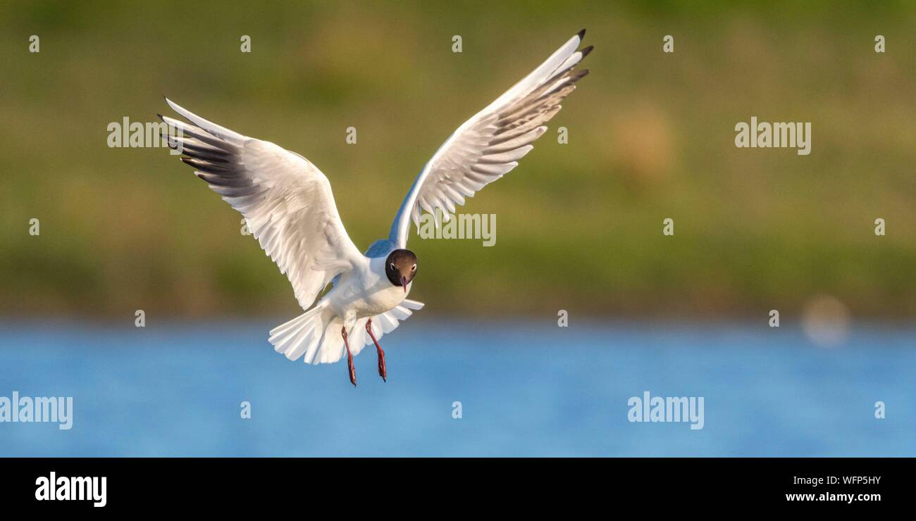 Francia, Somme, Baie de Somme Le Crotoy, la Palude du Crotoy accoglie favorevolmente ogni anno una colonia di a testa nera (gabbiano Chroicocephalus ridibundus), che fanno il nido e riprodurre su isole nel mezzo degli stagni Foto Stock