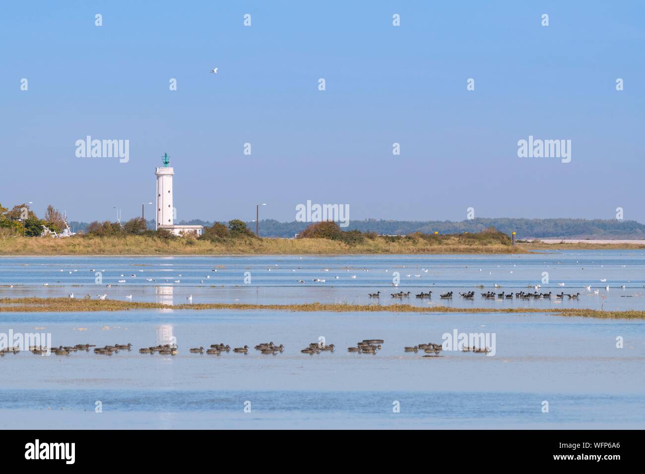 Francia, Somme, Baie de Somme, Le Hourdel, grandi maree in Baie de Somme, i prati che circondano il Hourdel invaso dall'acqua, bietole e la caccia di capanne che tornare indietro con la marea Foto Stock