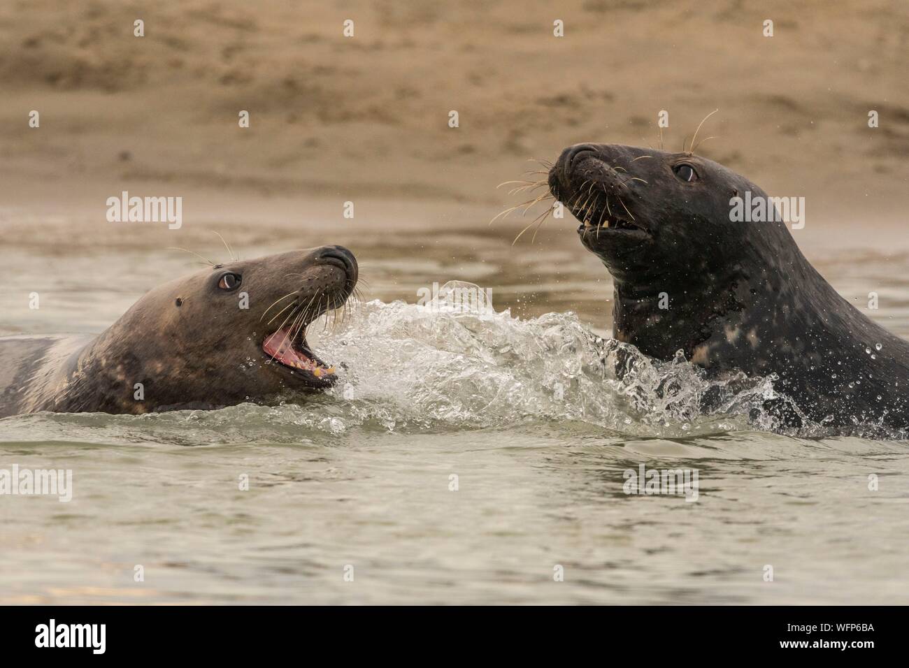 Francia, Pas de Calais, Authie Bay, Berck sur Mer, guarnizione grigio giochi (Halichoerus grypus), all'inizio dell'autunno è comune a osservare le foche grigie a giocare tra loro in simulacri di combattimento, è anche un segno che la stagione degli amori si sta avvicinando Foto Stock