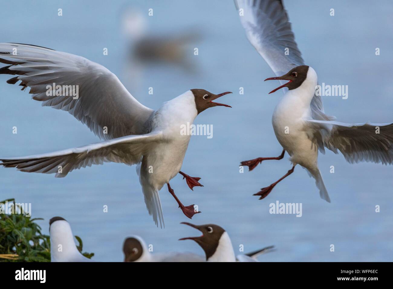 Francia, Somme, Baie de Somme Le Crotoy, la palude di Crotoy accoglie favorevolmente ogni anno una colonia di a testa nera (gabbiano Chroicocephalus ridibundus - Nero-headed Gull) che fanno il nido e riprodurre su isole nel mezzo degli stagni, i conflitti sono frequenti Foto Stock