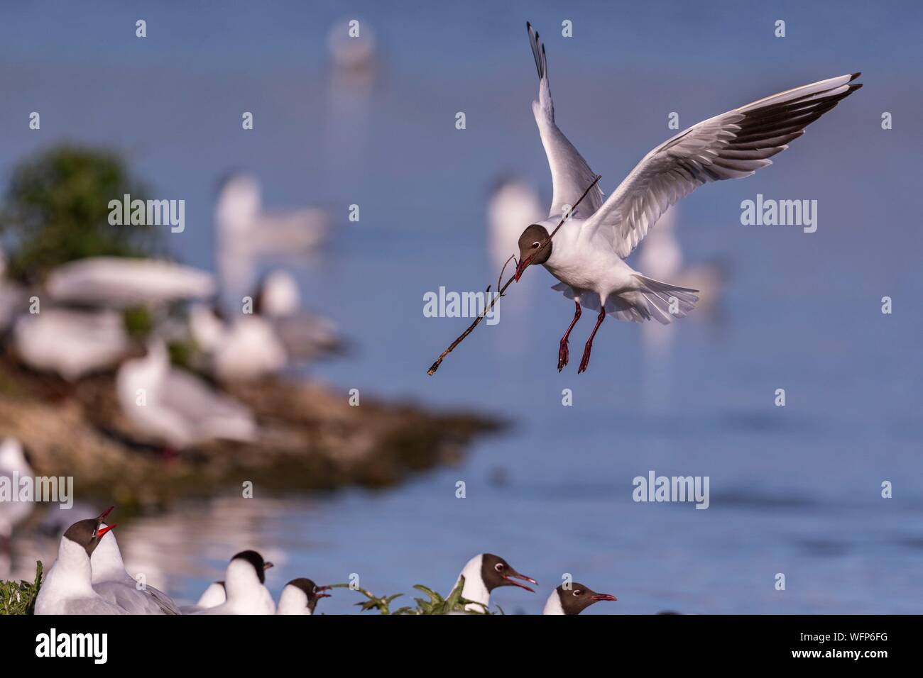 Francia, Somme, Baie de Somme Le Crotoy, la palude di Crotoy accoglie favorevolmente ogni anno una colonia di a testa nera (gabbiano Chroicocephalus ridibundus - Nero-headed Gull) che fanno il nido e riprodurre su isole nel mezzo degli stagni, gabbiani poi inseguire i materiali per la costruzione di nidi Foto Stock