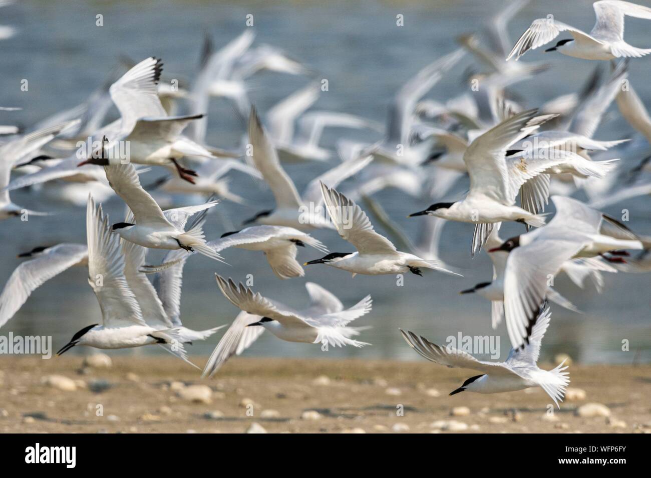 Francia, Somme, Baie de Somme, Cayeux sur Mer, il Hable d'Ault ospita regolarmente una colonia di Sterne Sandwich (Thalasseus sandvicensis ) per la stagione della riproduzione, qui un raptor provoca la fuga di tutti gli uccelli Foto Stock