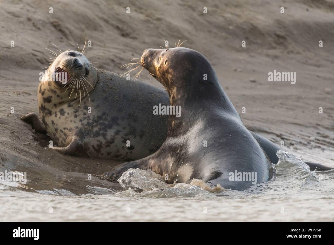 Francia, Pas de Calais, Authie Bay, Berck sur Mer, guarnizione grigio giochi (Halichoerus grypus), all'inizio dell'autunno è comune a osservare le foche grigie a giocare tra loro in simulacri di combattimento, è anche un segno che la stagione degli amori si sta avvicinando Foto Stock