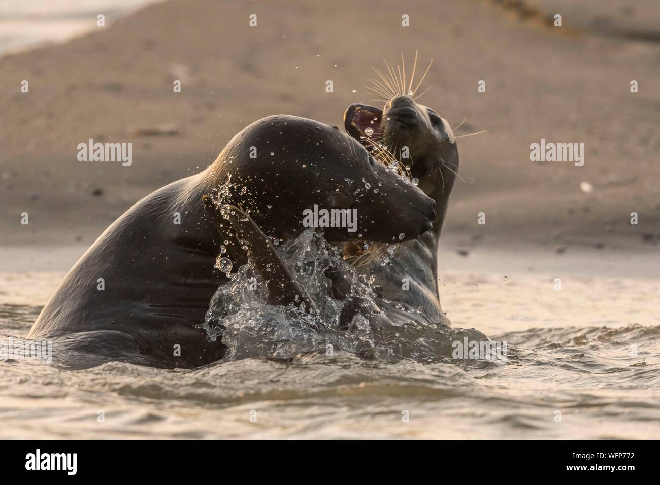 Francia, Pas de Calais, Authie Bay, Berck sur Mer, guarnizione grigio giochi (Halichoerus grypus), all'inizio dell'autunno è comune a osservare le foche grigie a giocare tra loro in simulacri di combattimento, è anche un segno che la stagione degli amori si sta avvicinando Foto Stock