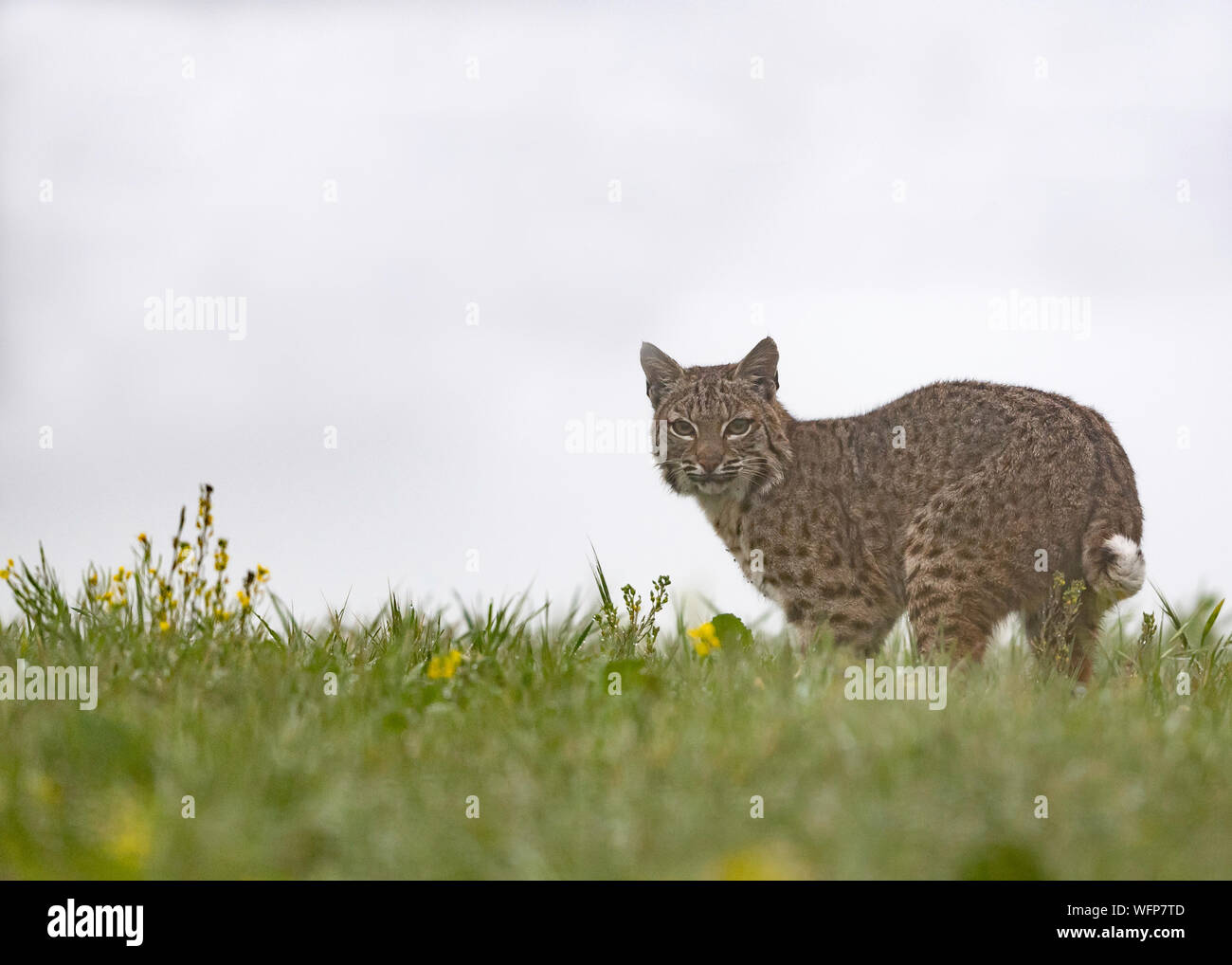 Bobcat (Lynx rufus), Point Reyes National Seashore, California Foto Stock
