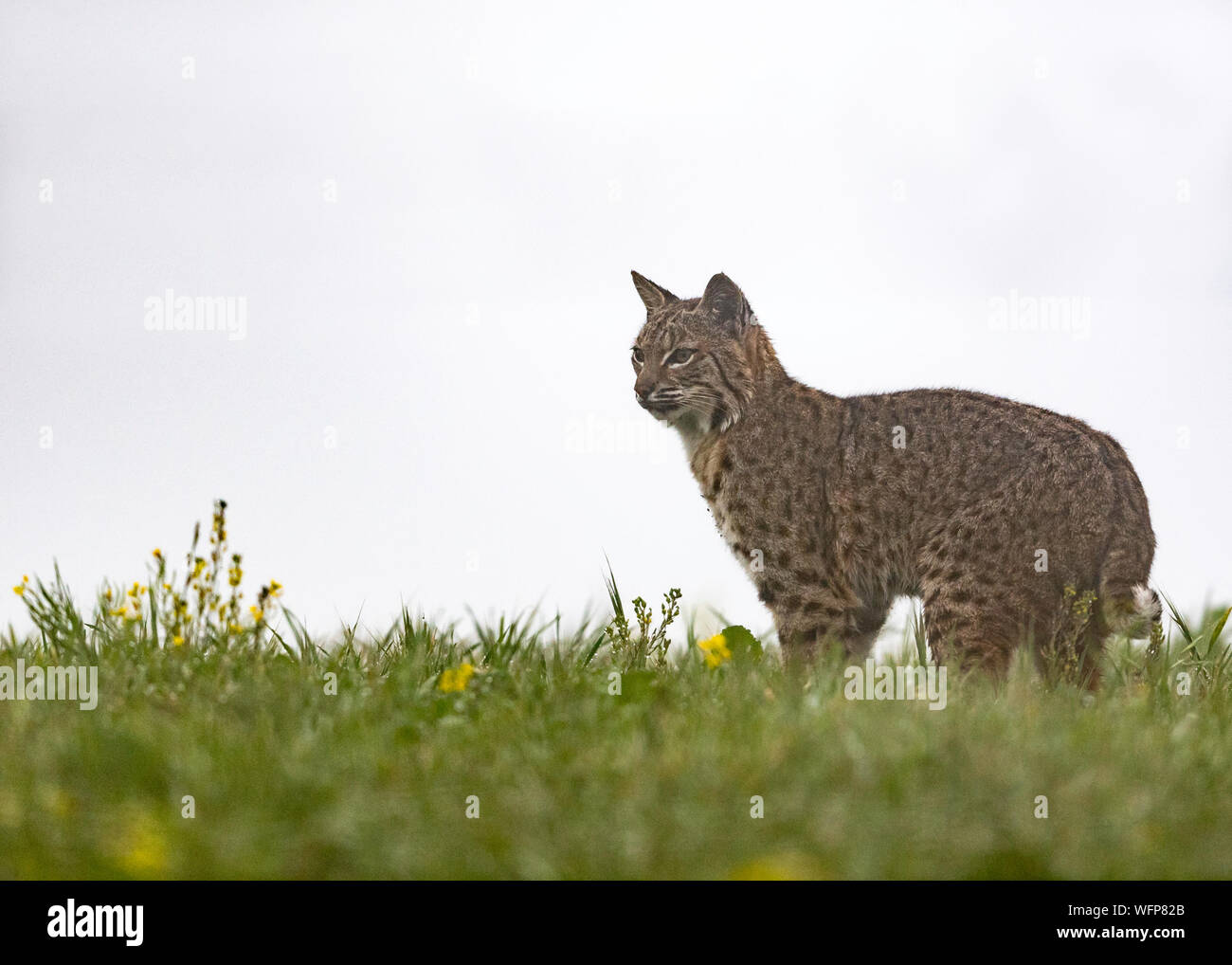 Bobcat (Lynx rufus), Point Reyes National Seashore, California Foto Stock