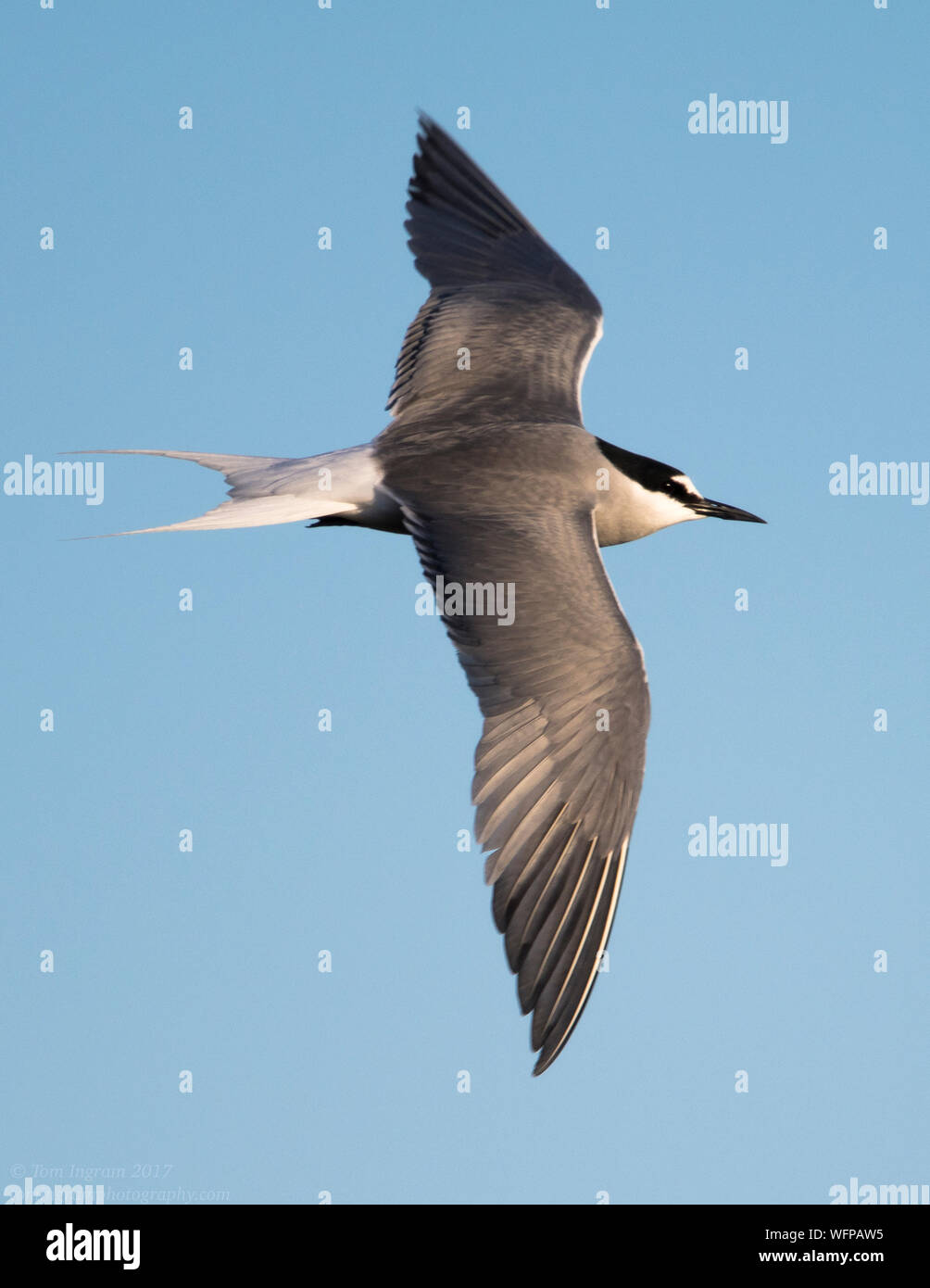 Isole Aleutine Tern volando sul territorio di allevamento in Nome Alaska Foto Stock