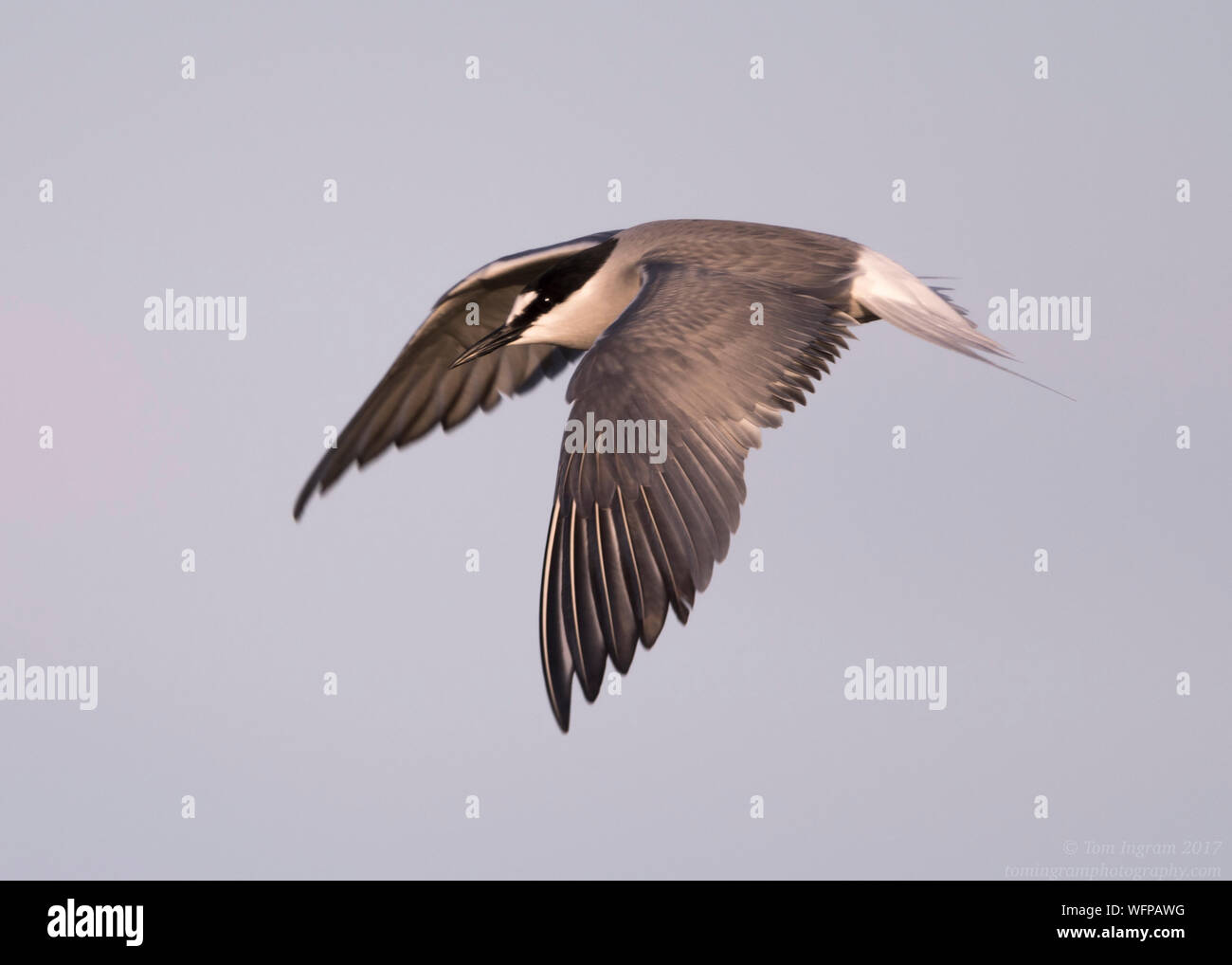 Isole Aleutine Tern volando sul territorio di allevamento in Nome Alaska Foto Stock