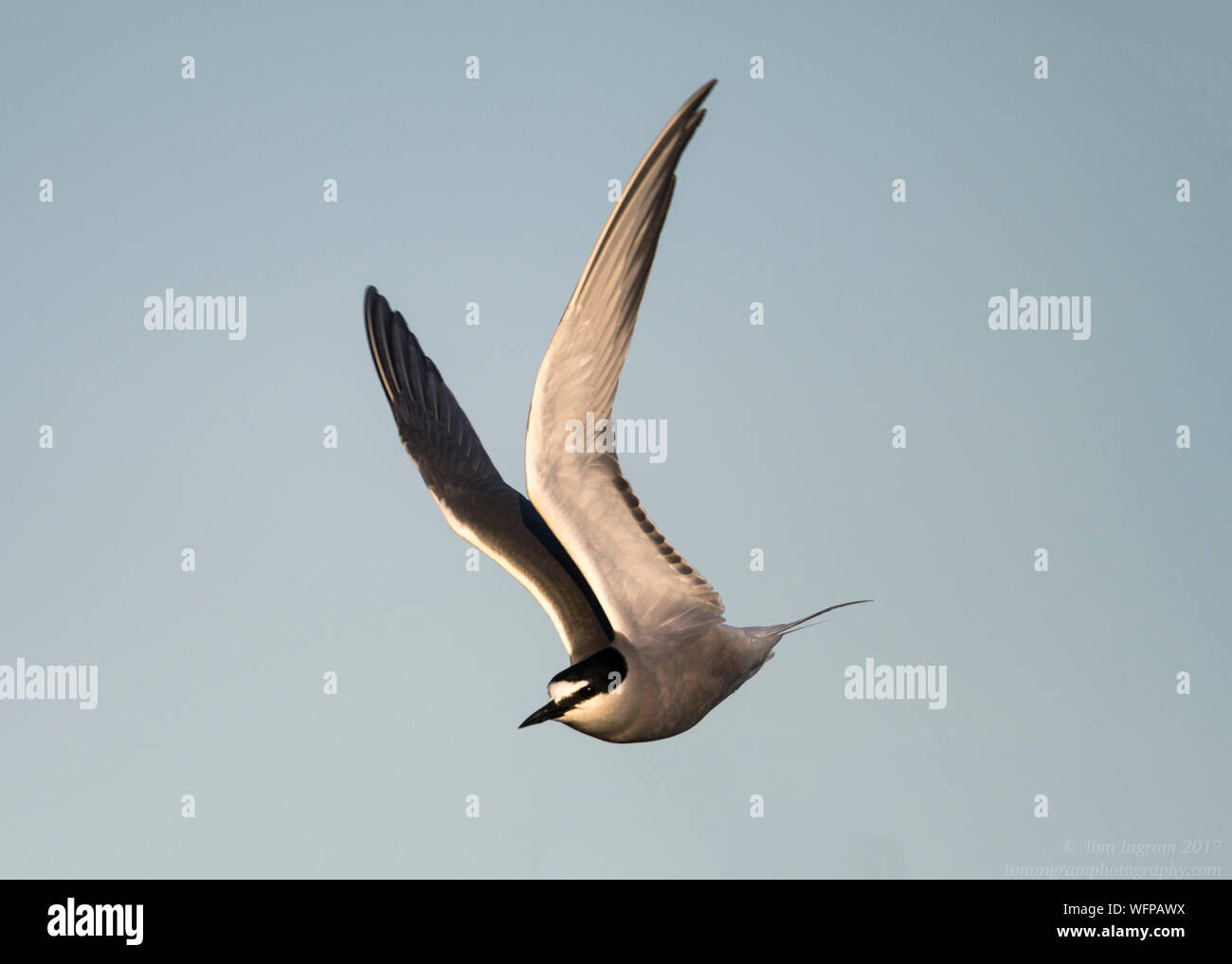 Isole Aleutine Tern volando sul territorio di allevamento in Nome Alaska Foto Stock