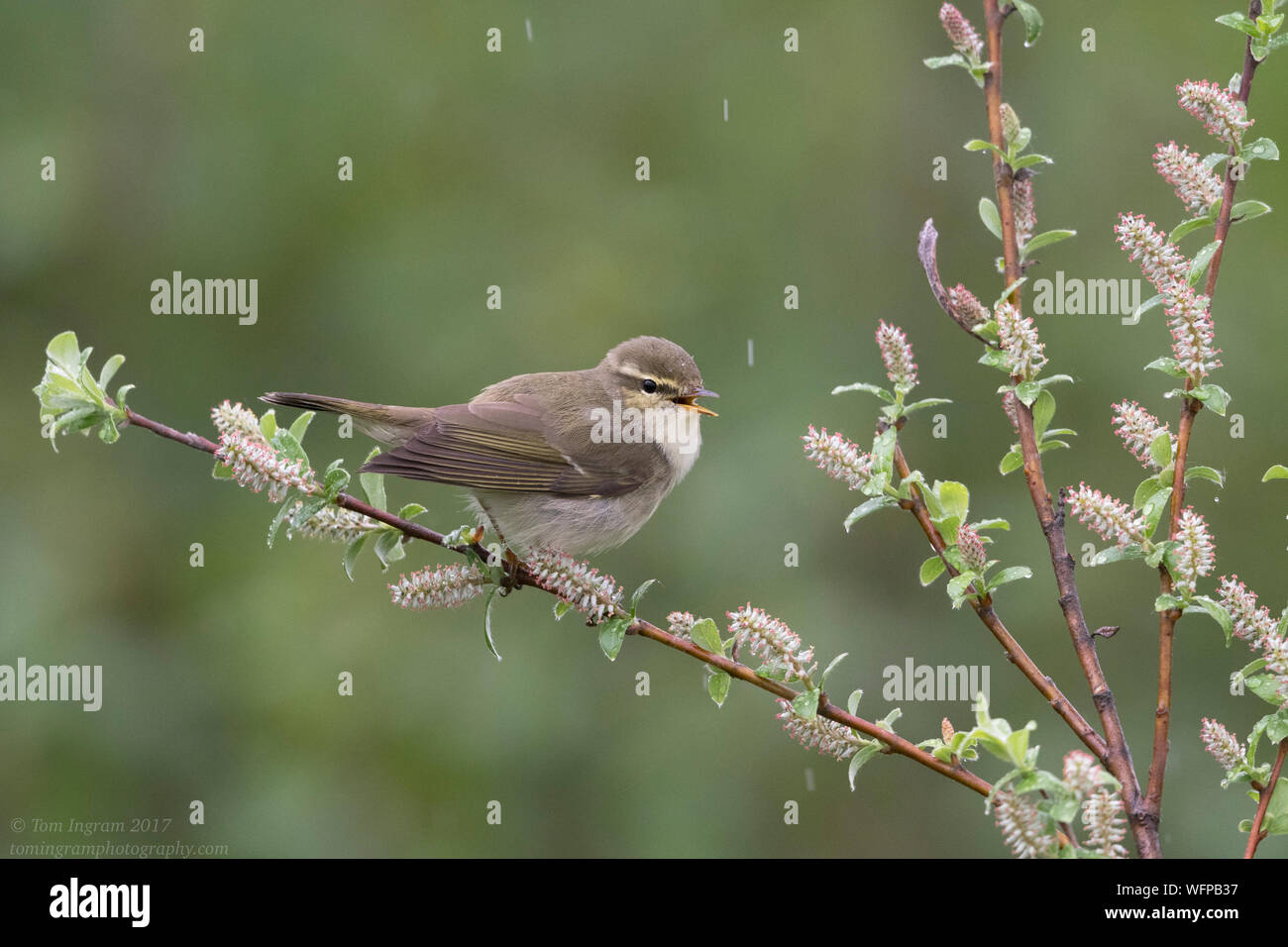 Arctic Warbler (Phylloscopus borealis) Nome Alaska, Stati Uniti Foto Stock