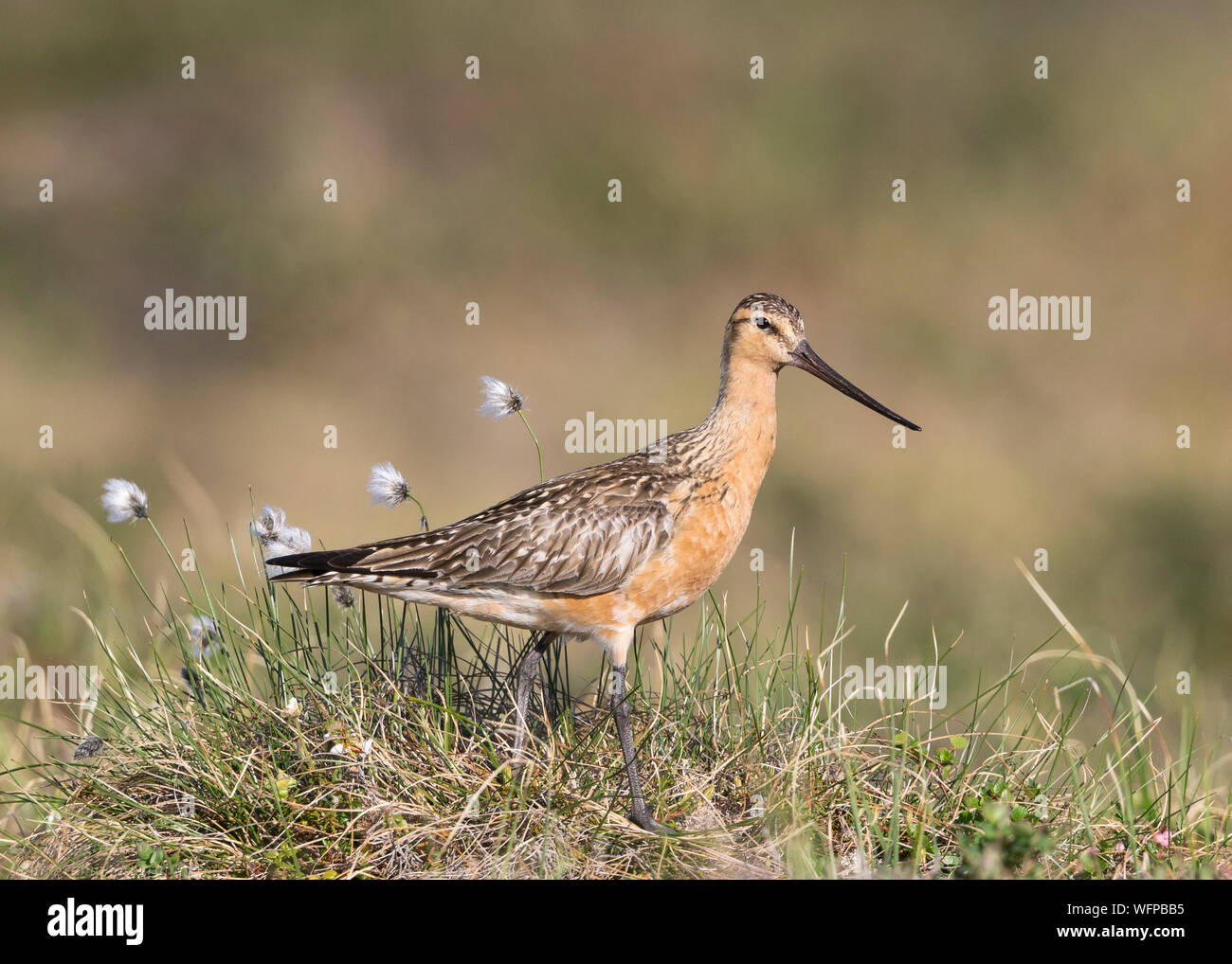 Bar-tailed Godwit sul territorio di allevamento in Nome Alaska Foto Stock