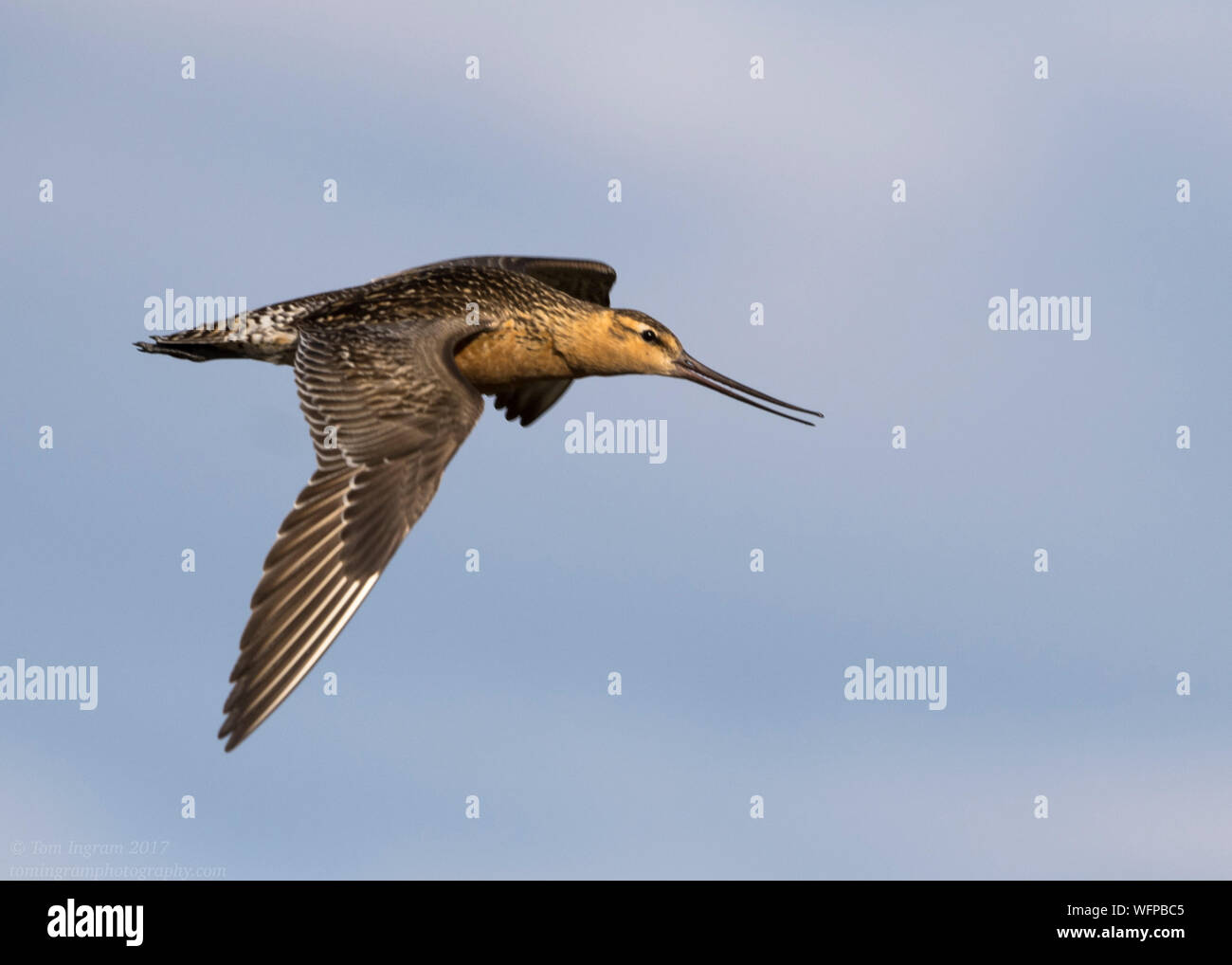 Bar-tailed Godwit sul territorio di allevamento in Nome Alaska Foto Stock