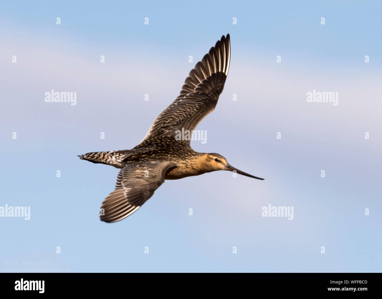 Bar-tailed Godwit sul territorio di allevamento in Nome Alaska Foto Stock