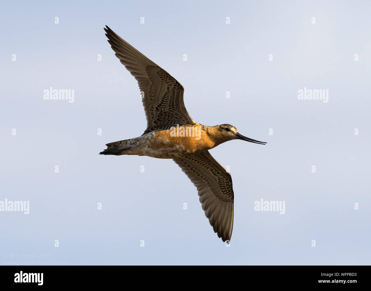 Bar-tailed Godwit sul territorio di allevamento in Nome Alaska Foto Stock