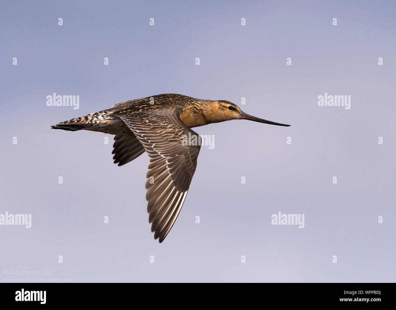 Bar-tailed Godwit sul territorio di allevamento in Nome Alaska Foto Stock